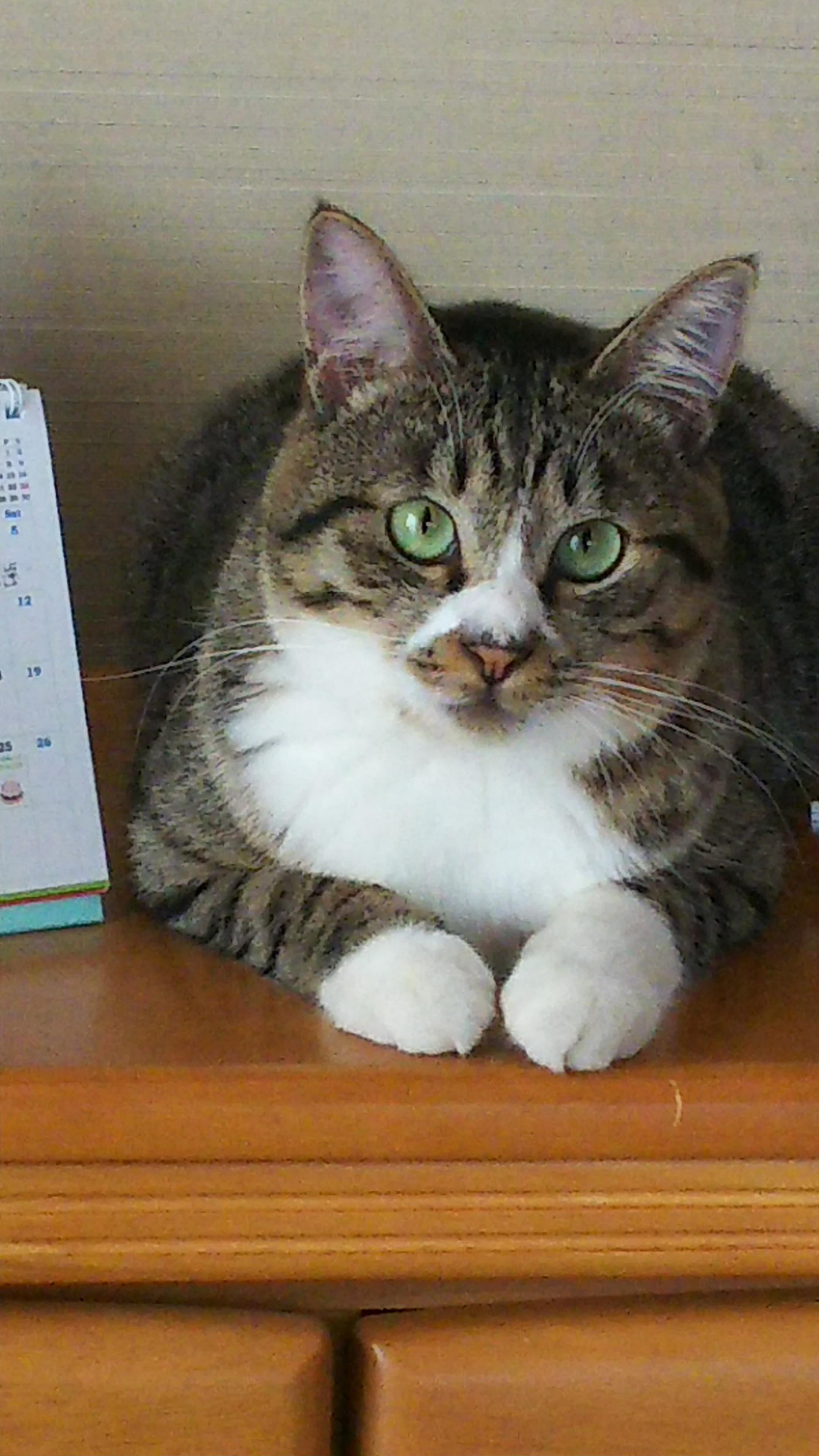 わんにゃんサイトの猫の写真