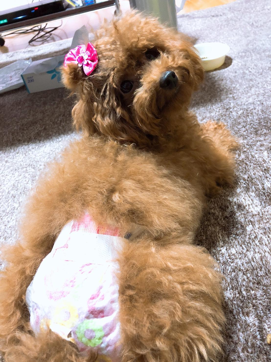 わんにゃんサイトの犬の写真