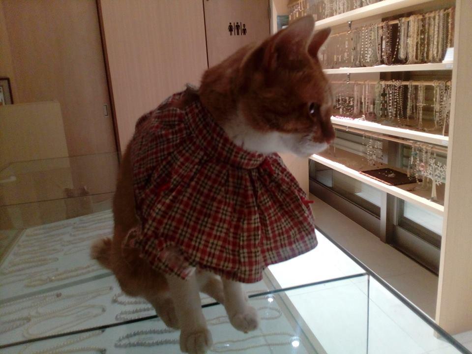 わんにゃんサイトの猫の写真