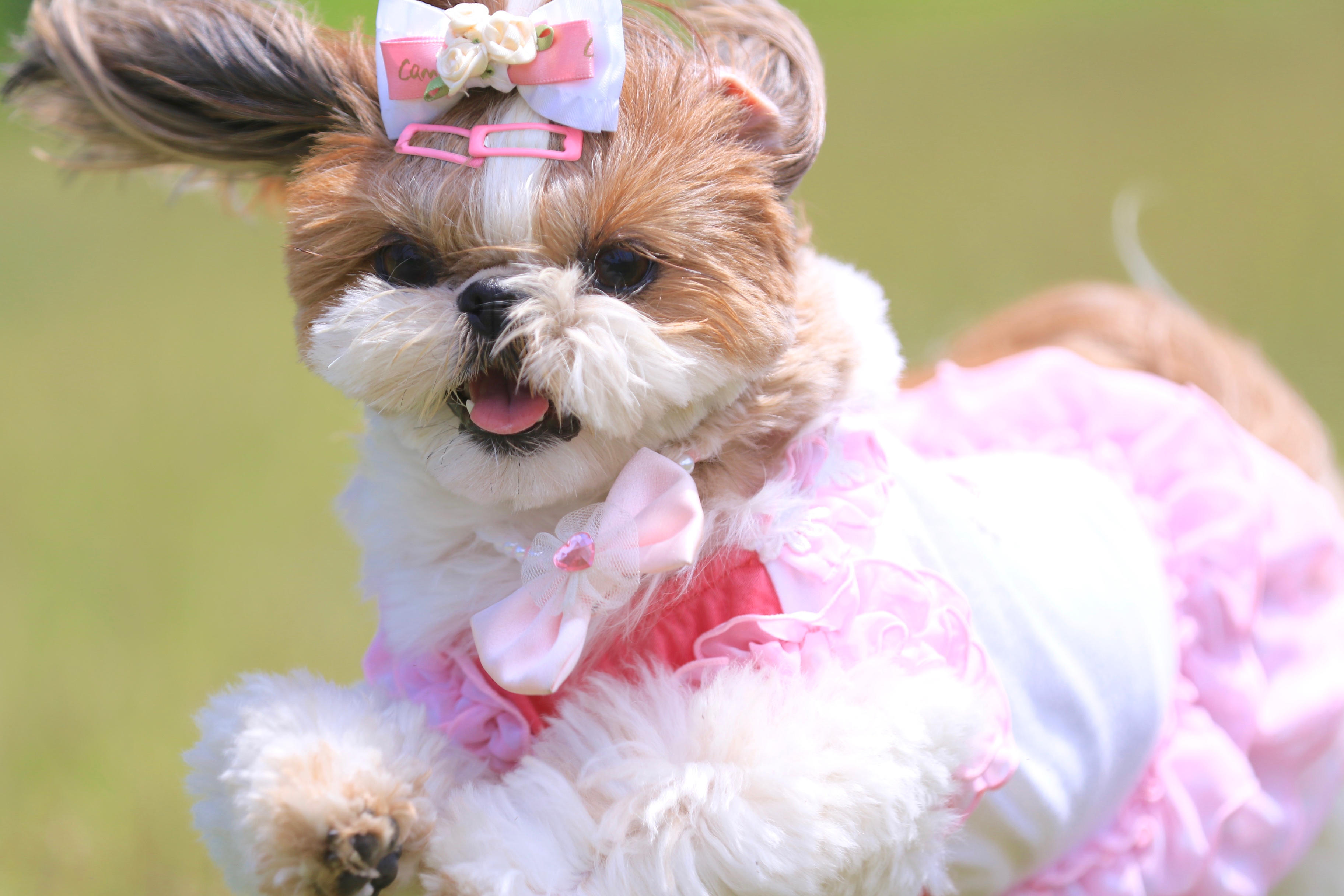 わんにゃんサイトの犬の写真