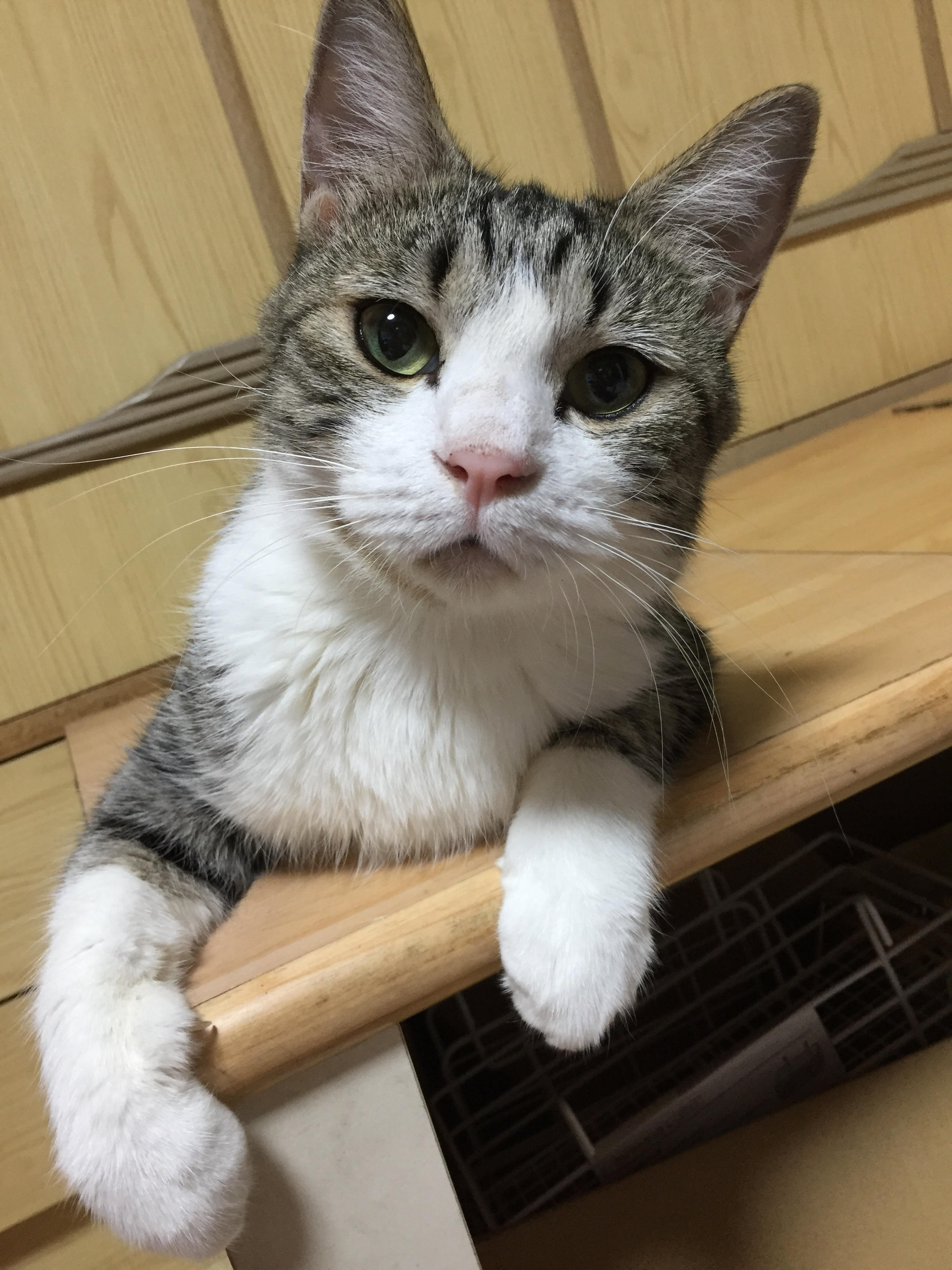 わんにゃんサイトの猫の写真