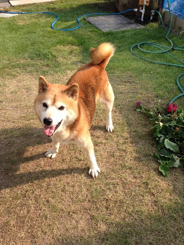 わんにゃんサイトの犬の写真