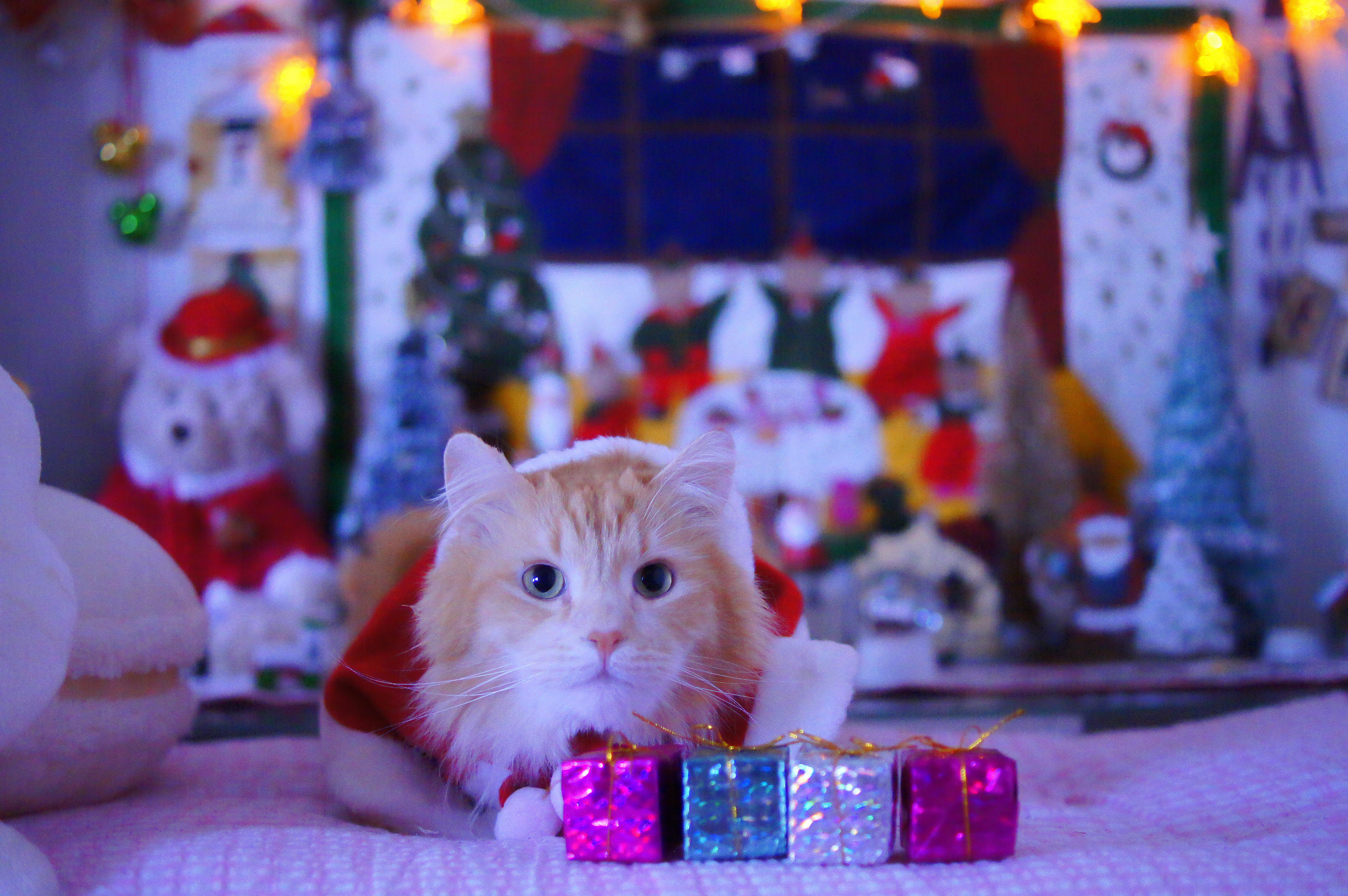 わんにゃんサイトの猫の写真