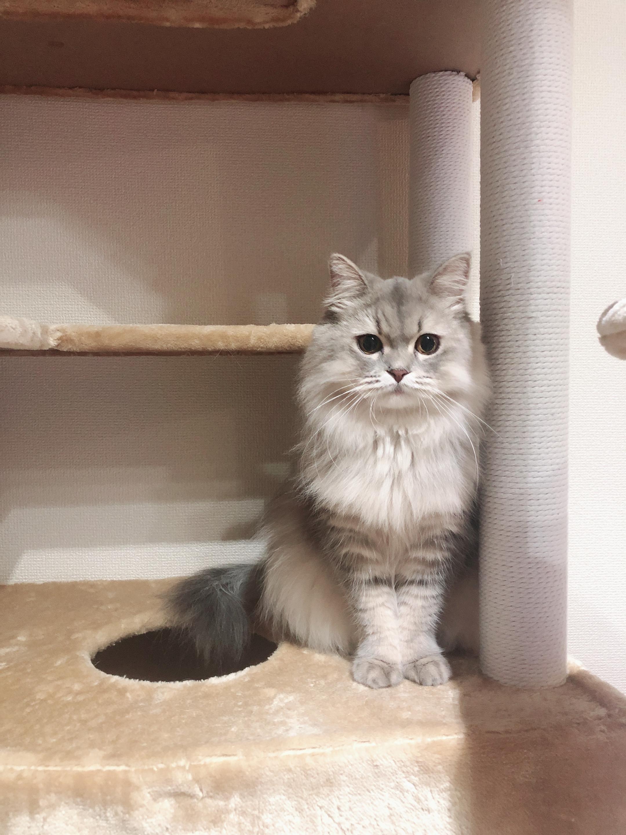 わんにゃんサイトの猫の写真