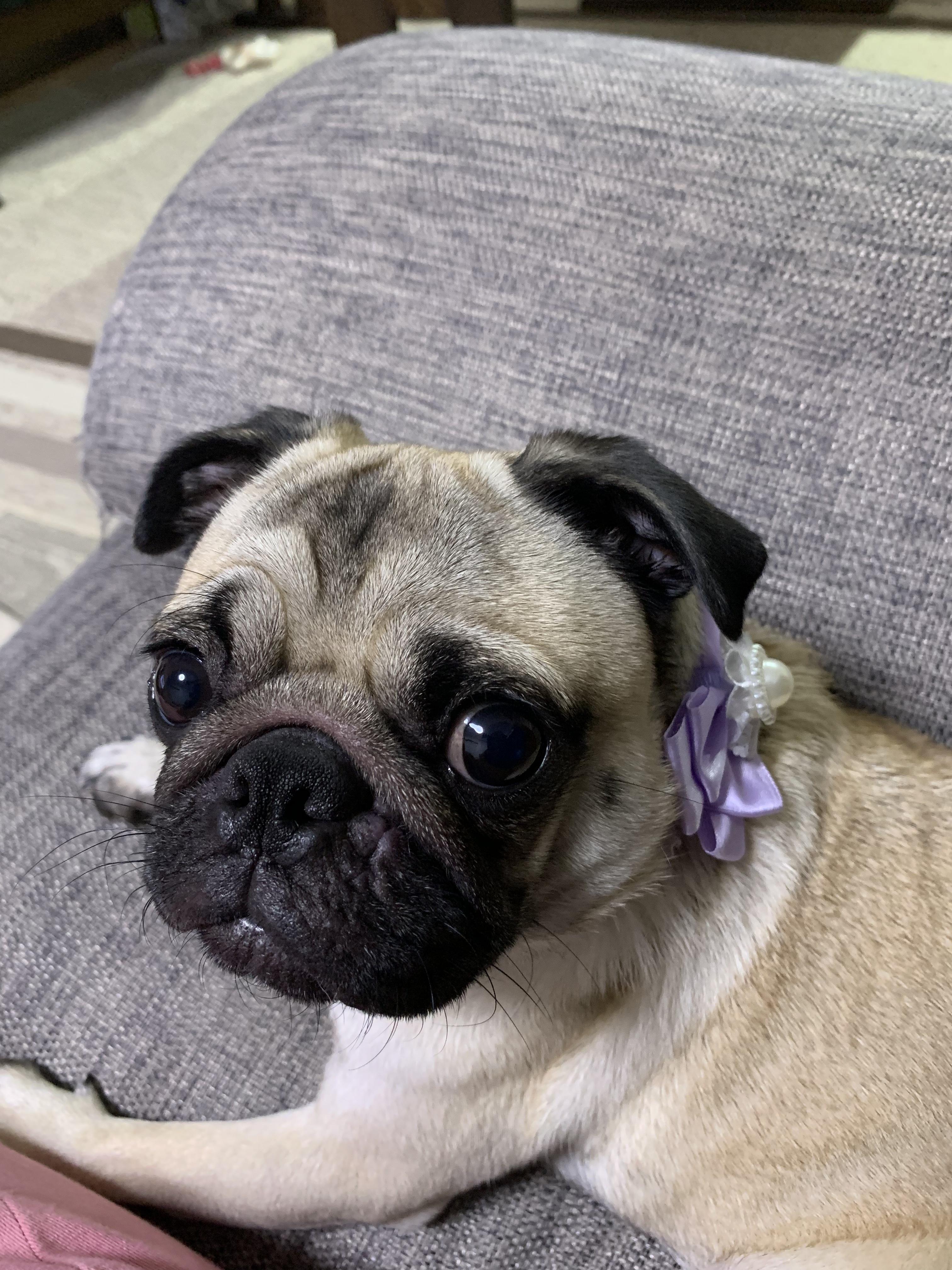 わんにゃんサイトの犬の写真