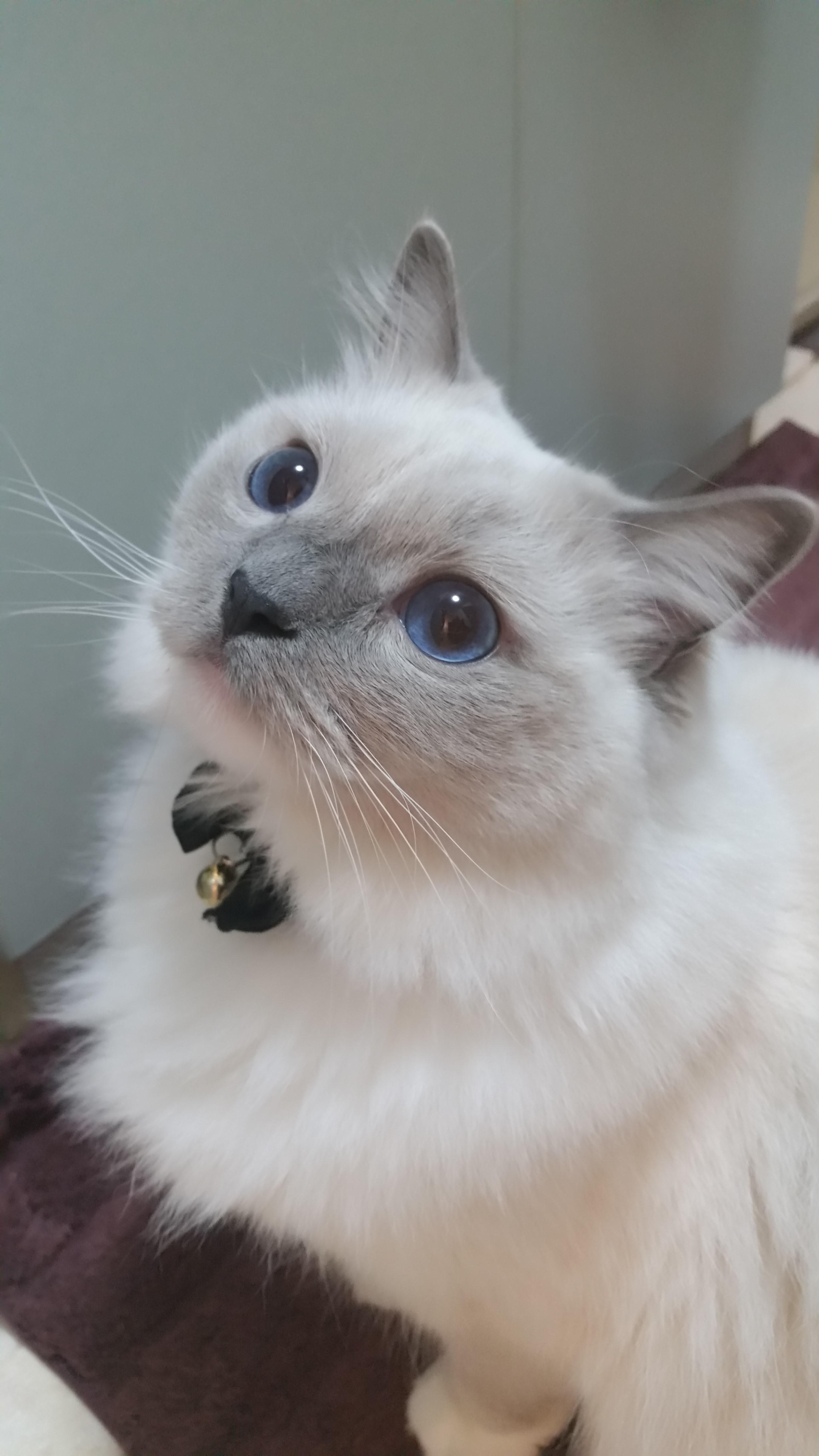 わんにゃんサイトの猫の写真