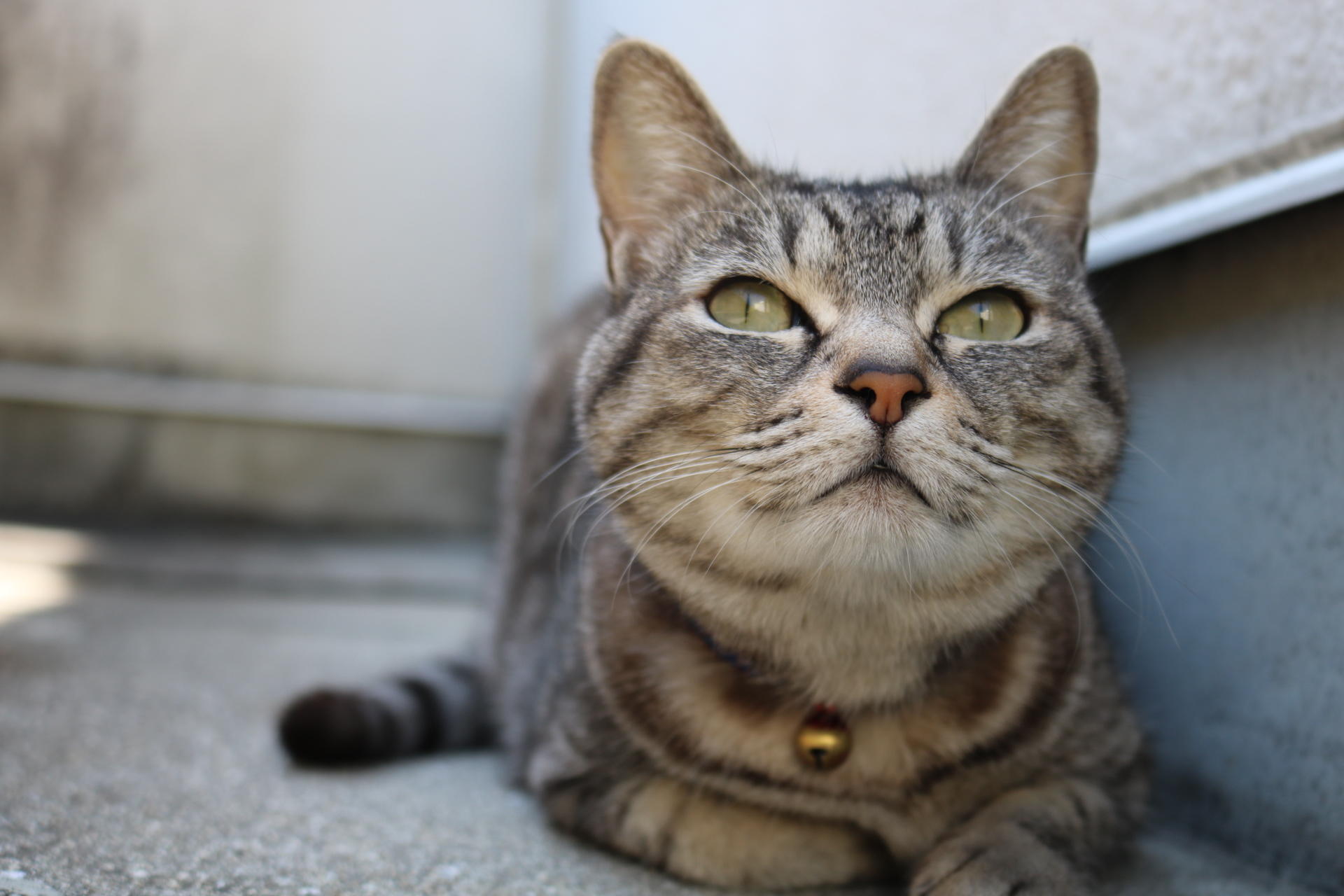 わんにゃんサイトの猫の写真