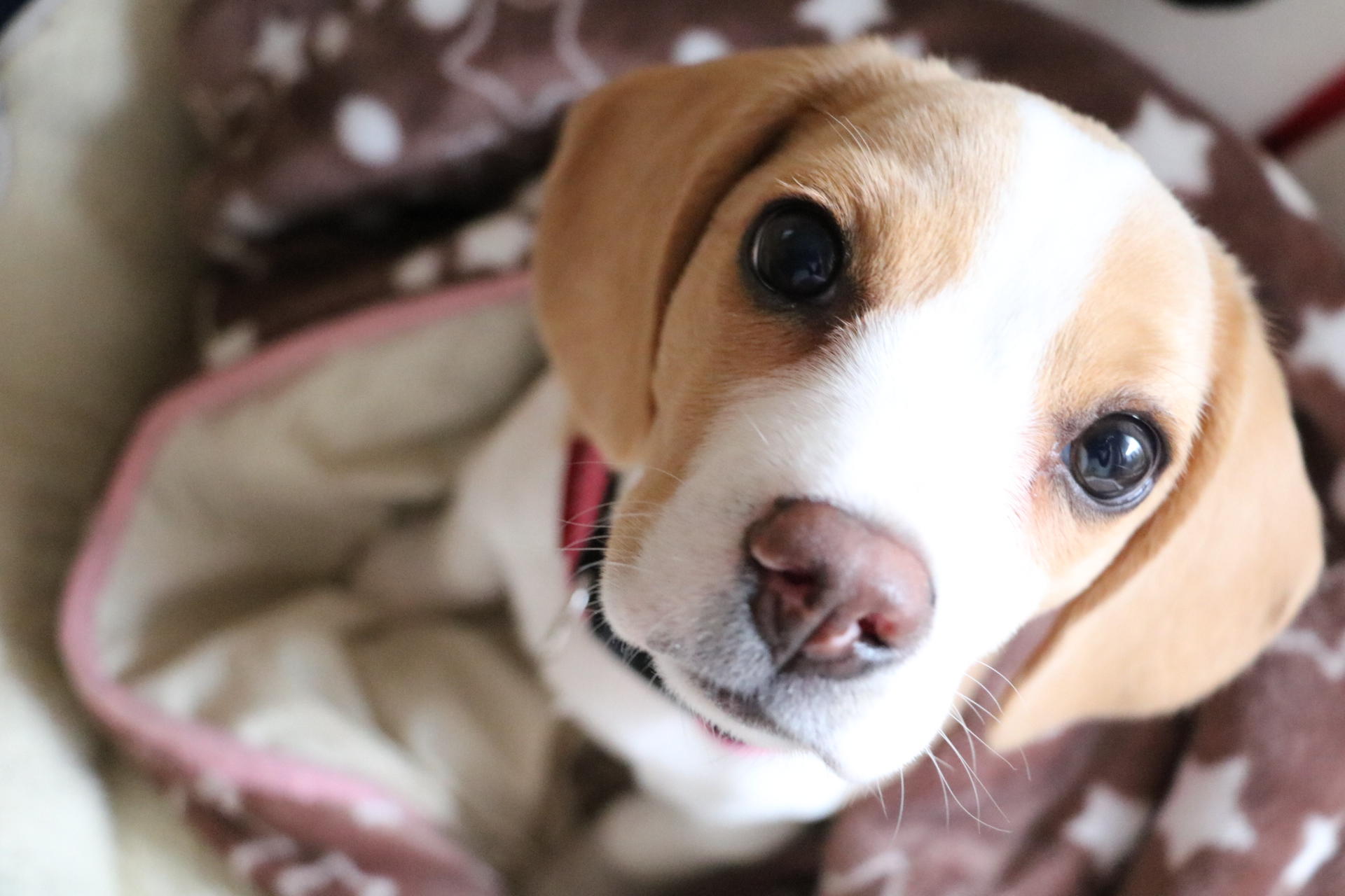 わんにゃんサイトの犬の写真