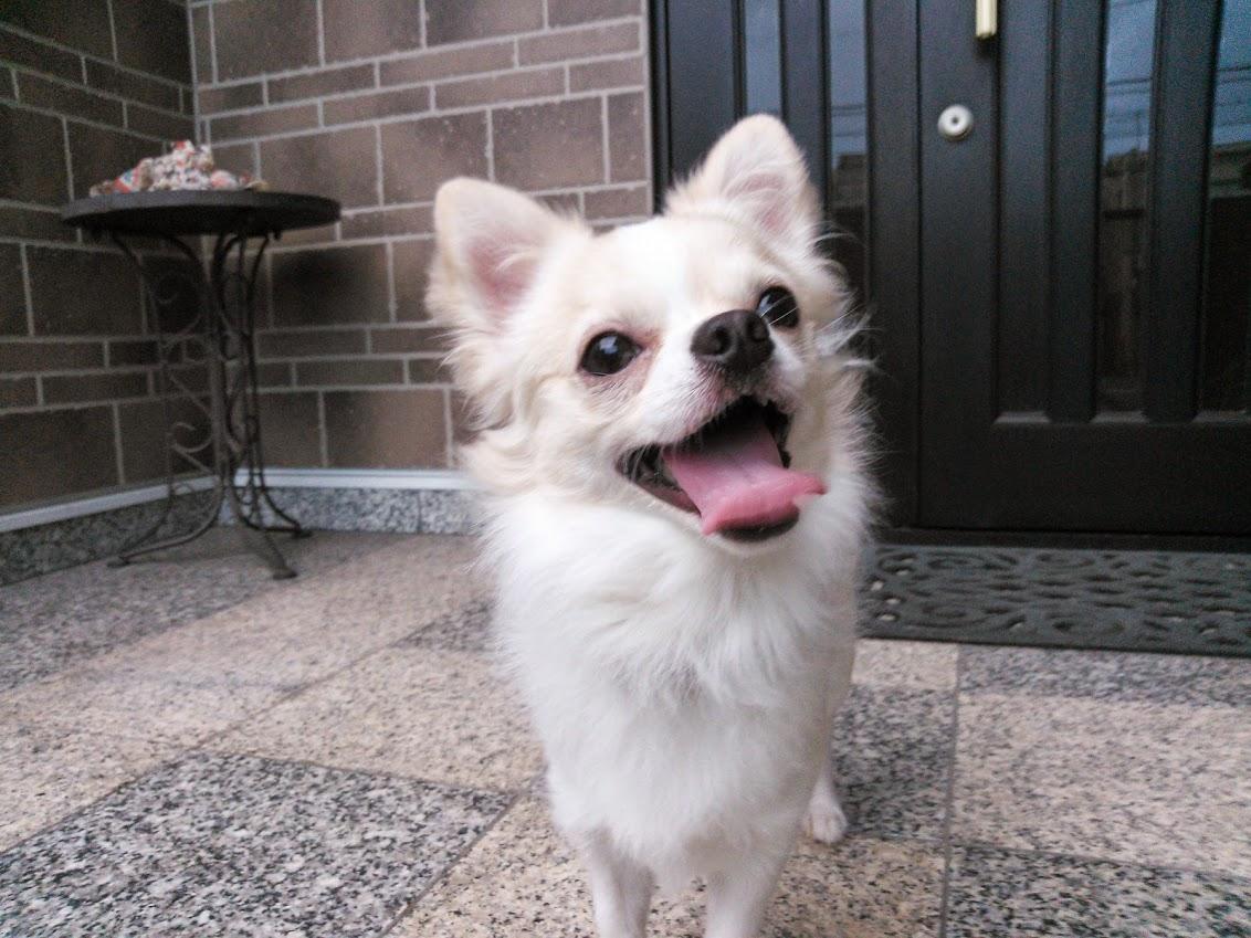 わんにゃんサイトの犬の写真