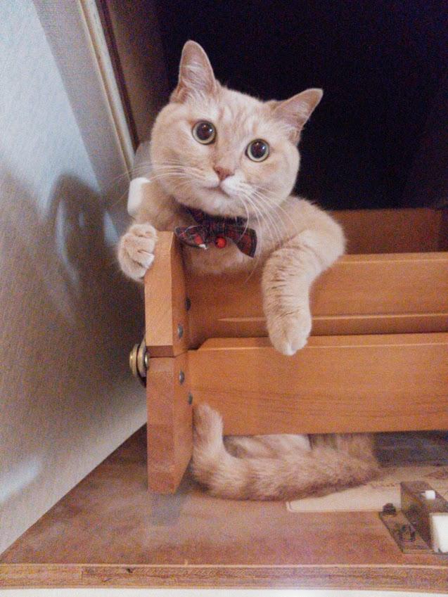 わんにゃんサイトの猫の写真