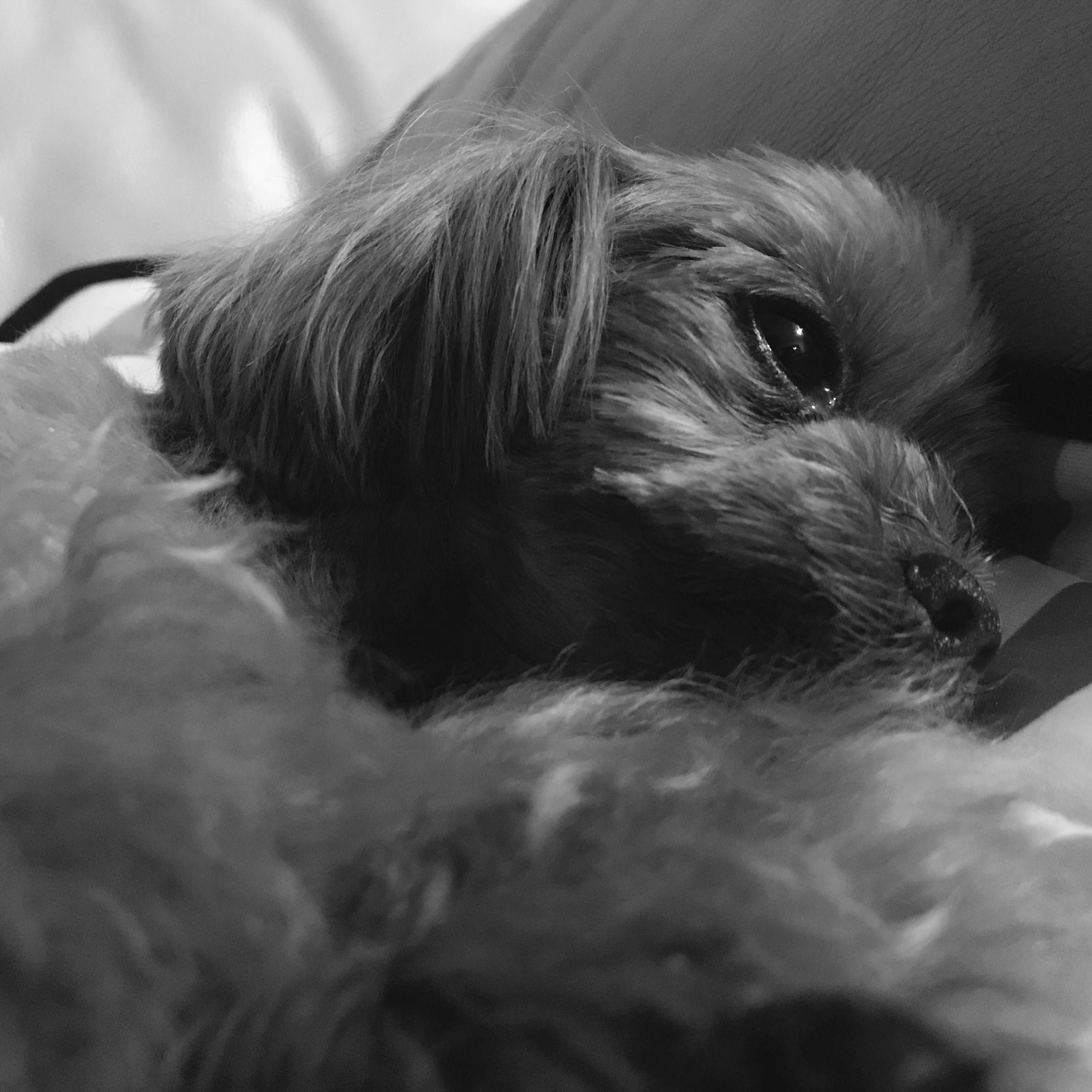 わんにゃんサイトの犬の写真