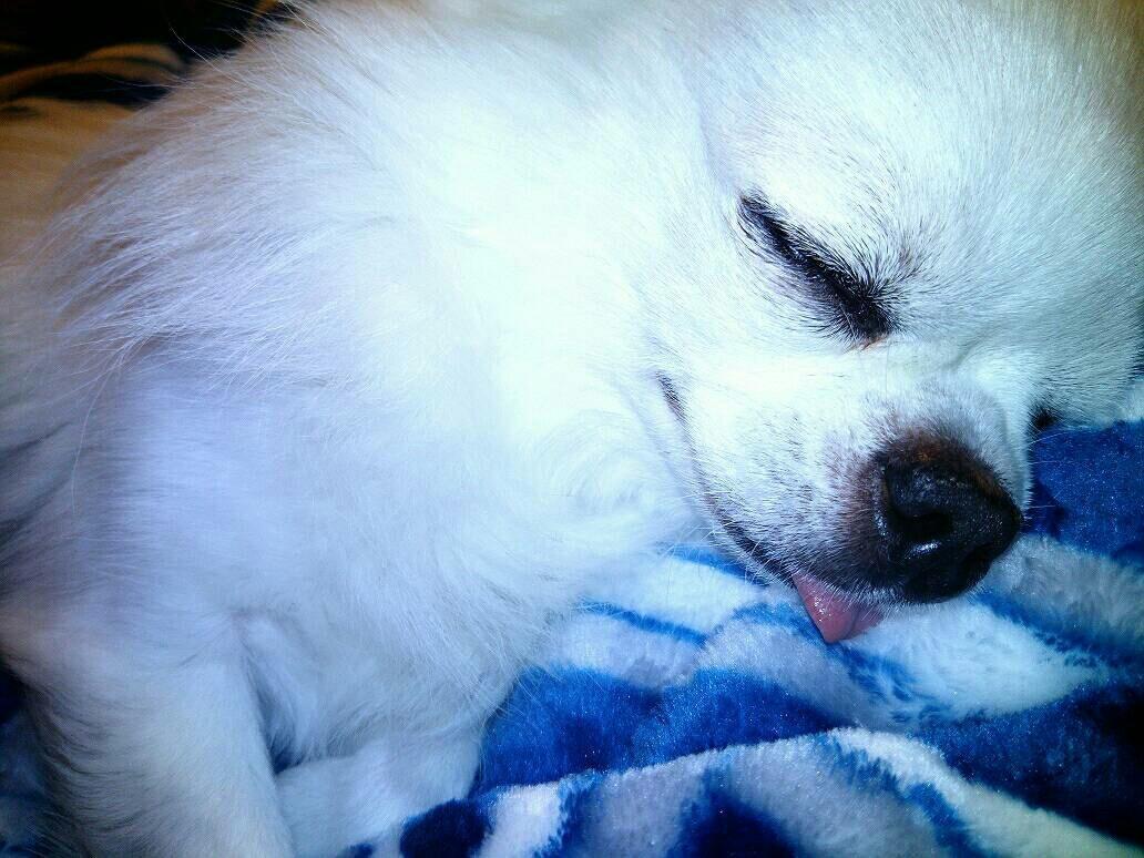 わんにゃんサイトの犬の写真