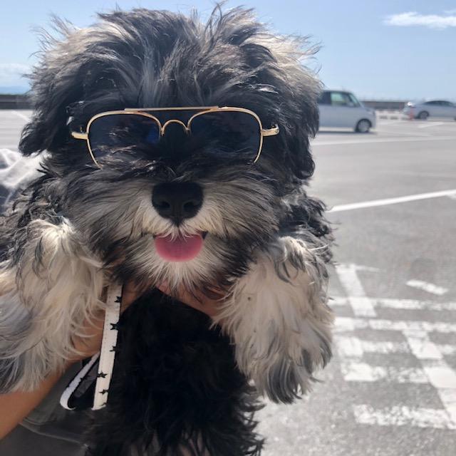 わんにゃんサイトの犬の写真