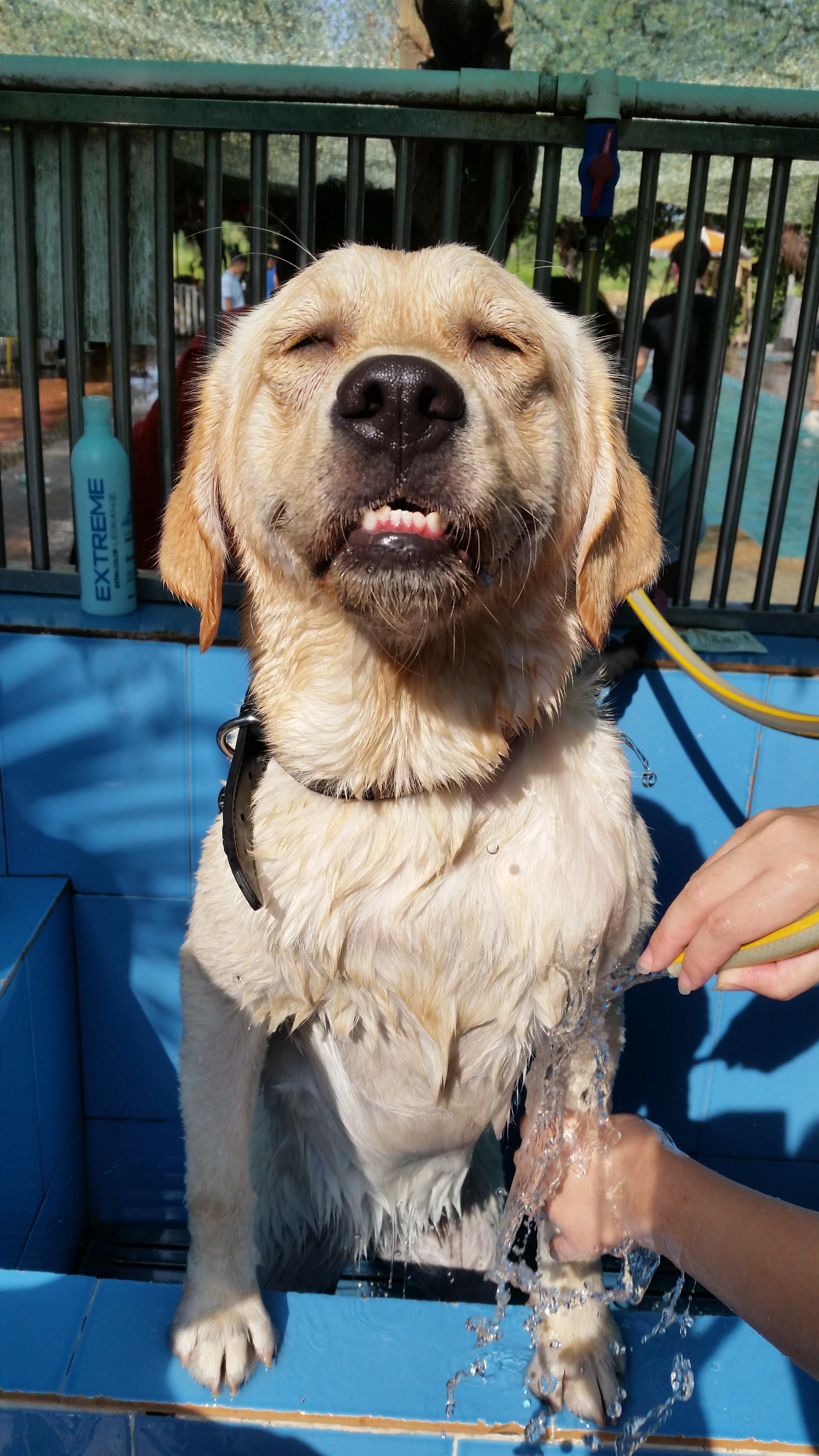 わんにゃんサイトの犬の写真