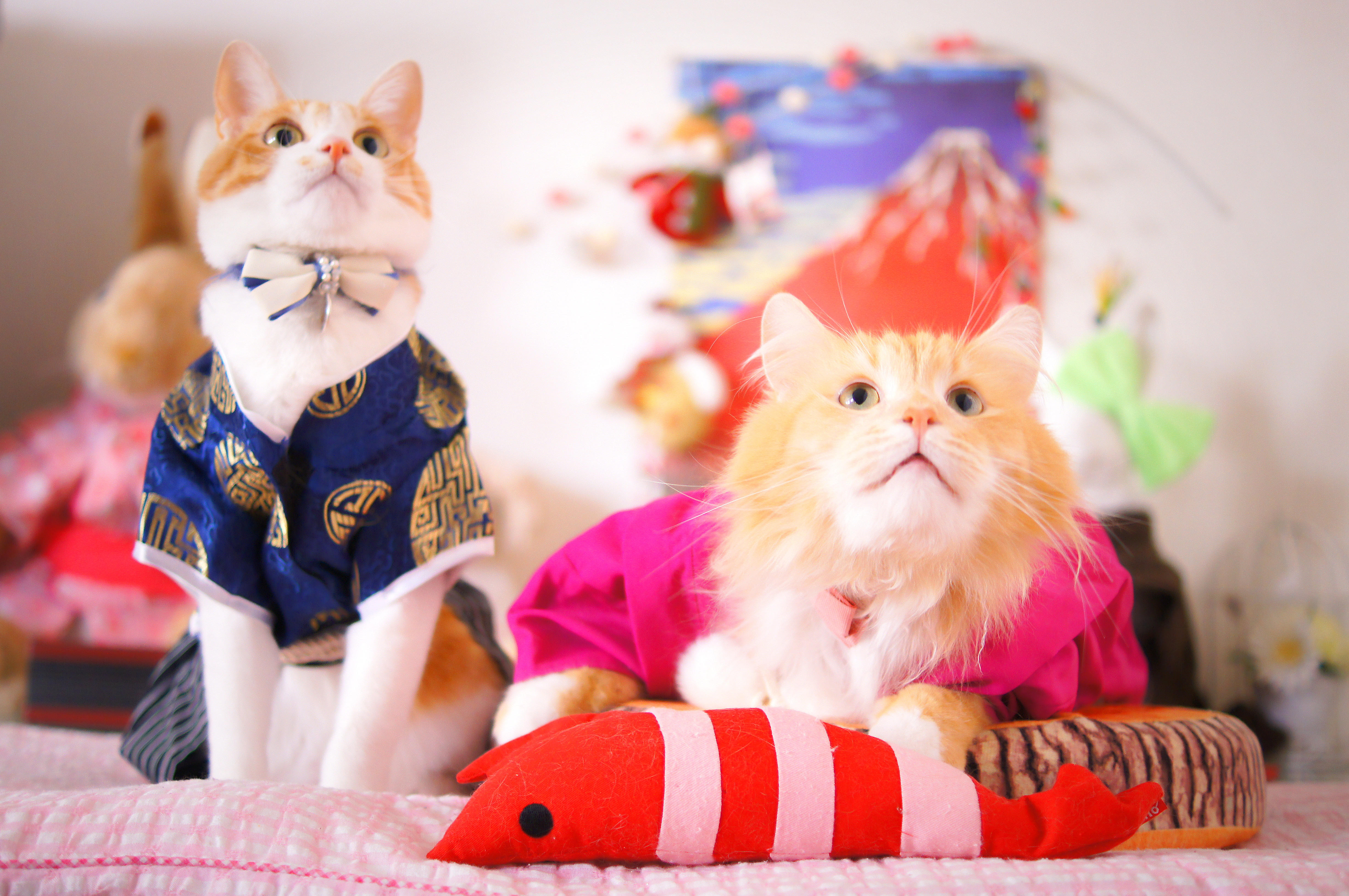 わんにゃんサイトの猫の写真