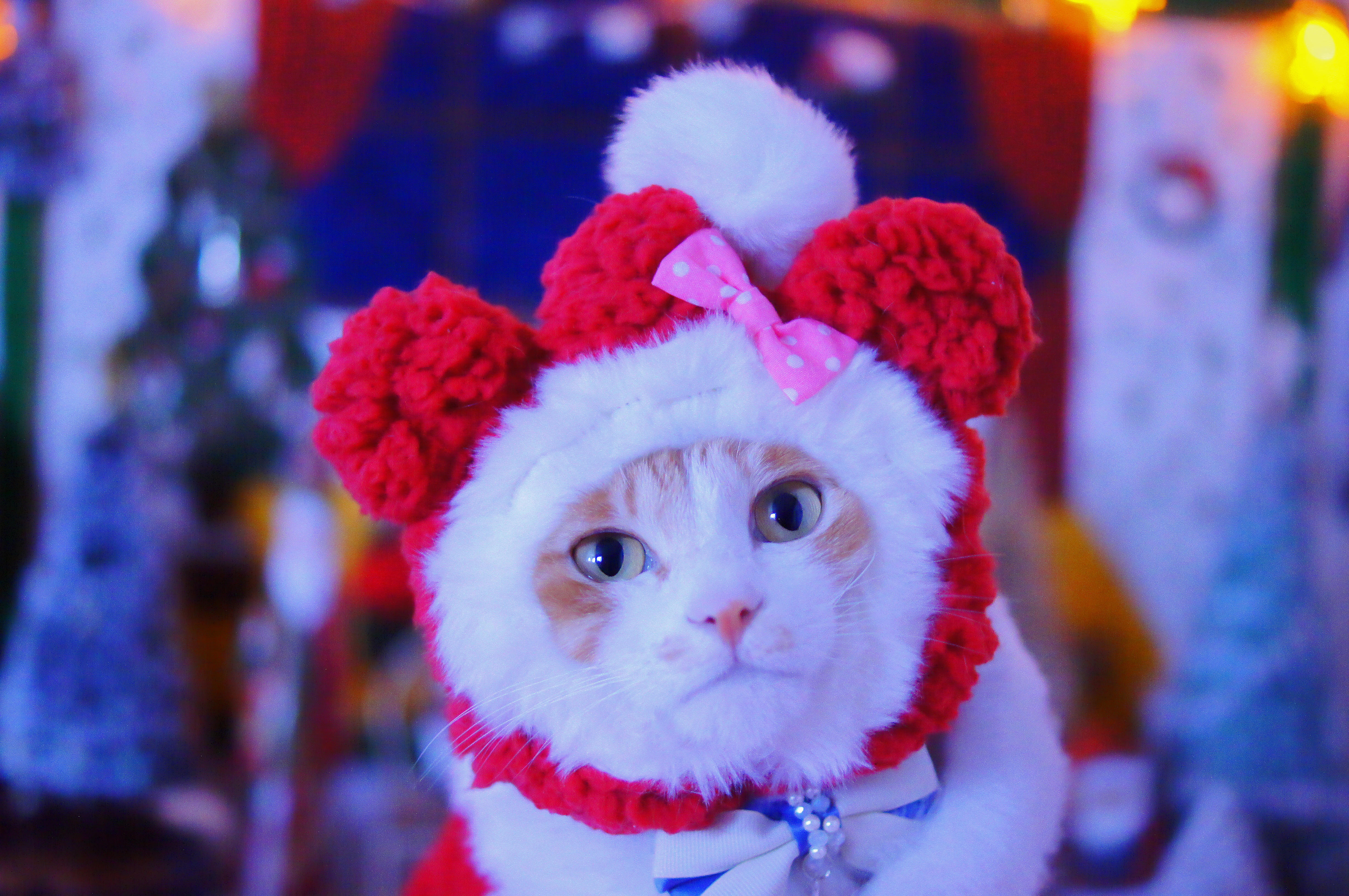 わんにゃんサイトの猫の写真