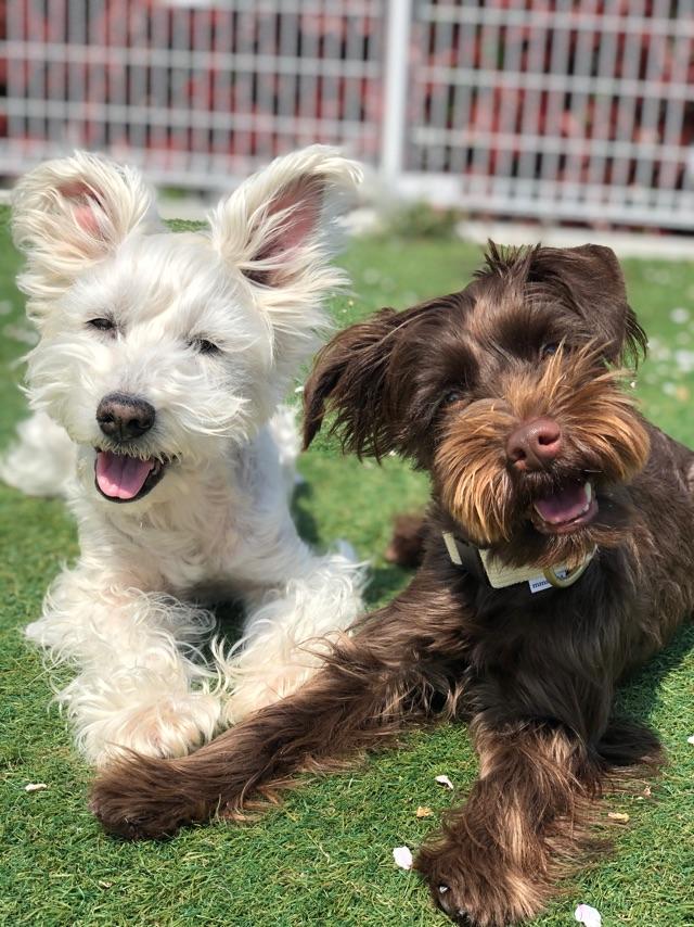 わんにゃんサイトの犬の写真