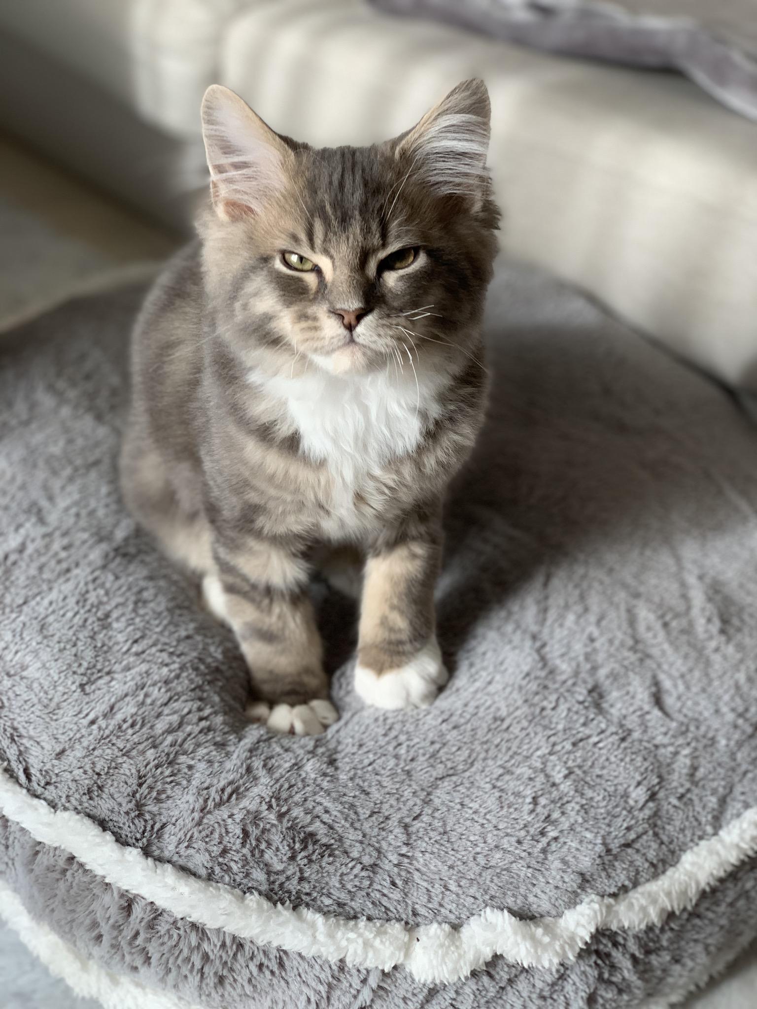 わんにゃんサイトの猫の写真