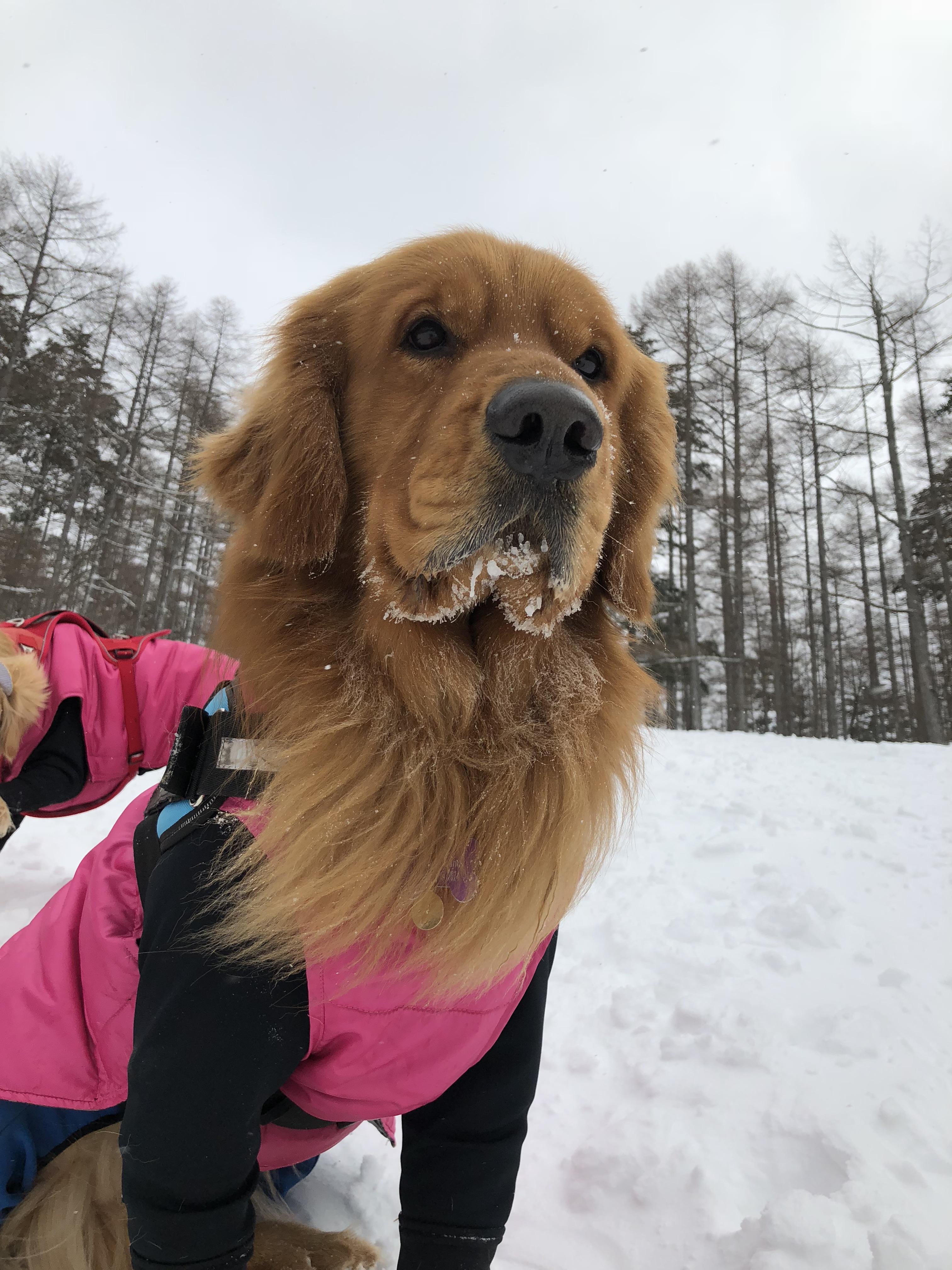 わんにゃんサイトの犬の写真