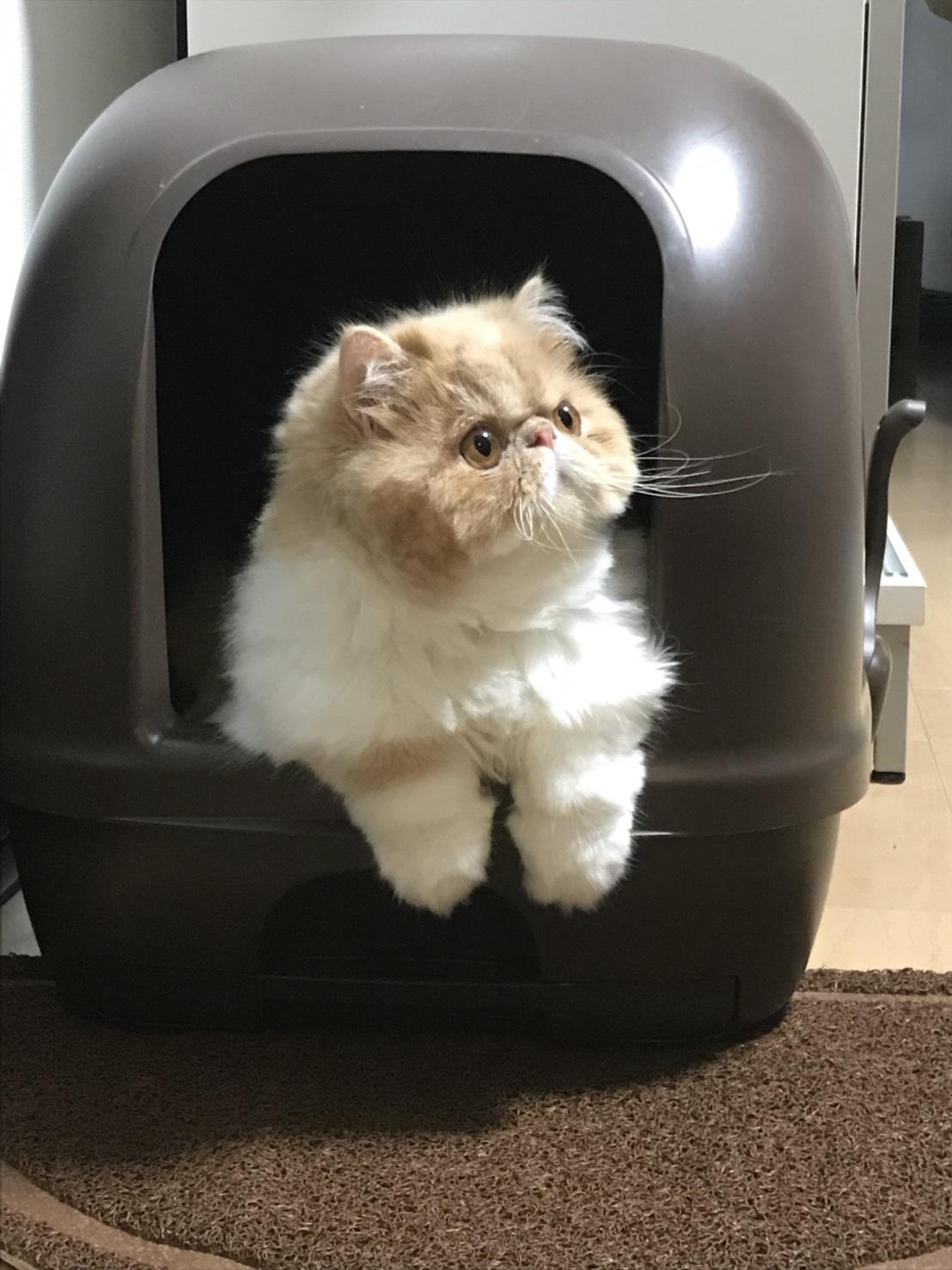 わんにゃんサイトの猫の写真