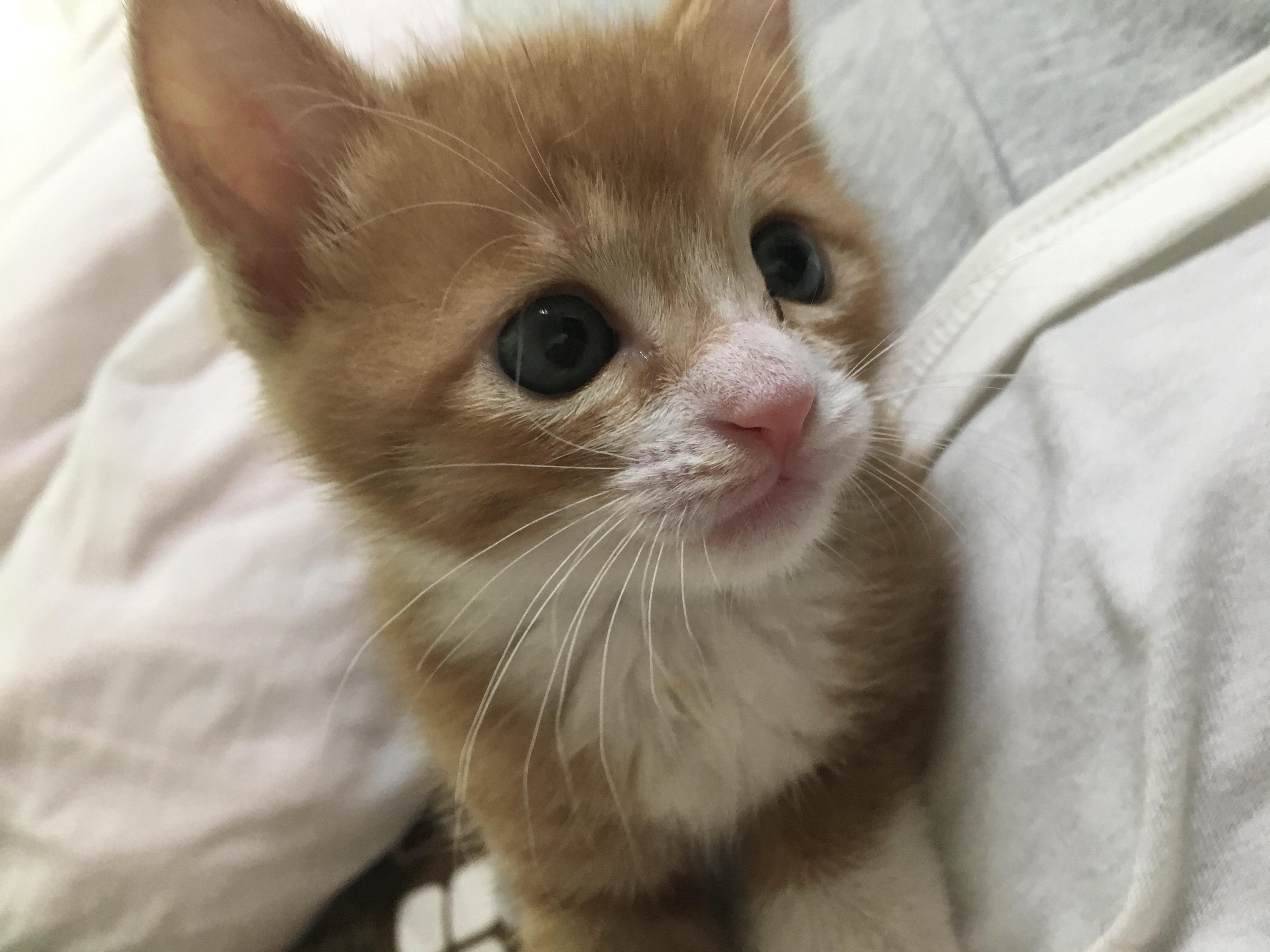 わんにゃんサイトの猫の写真