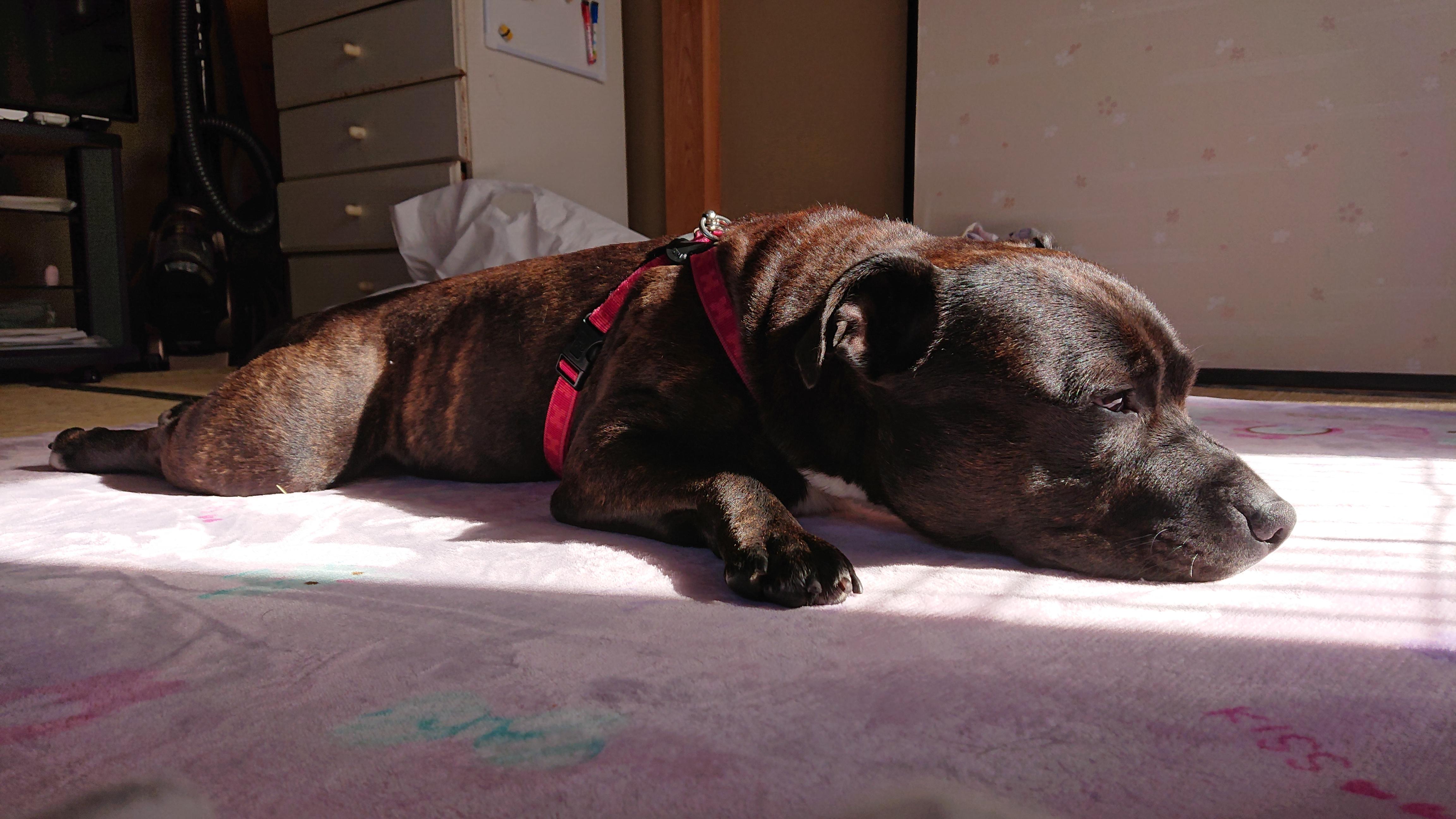 わんにゃんサイトの犬の写真