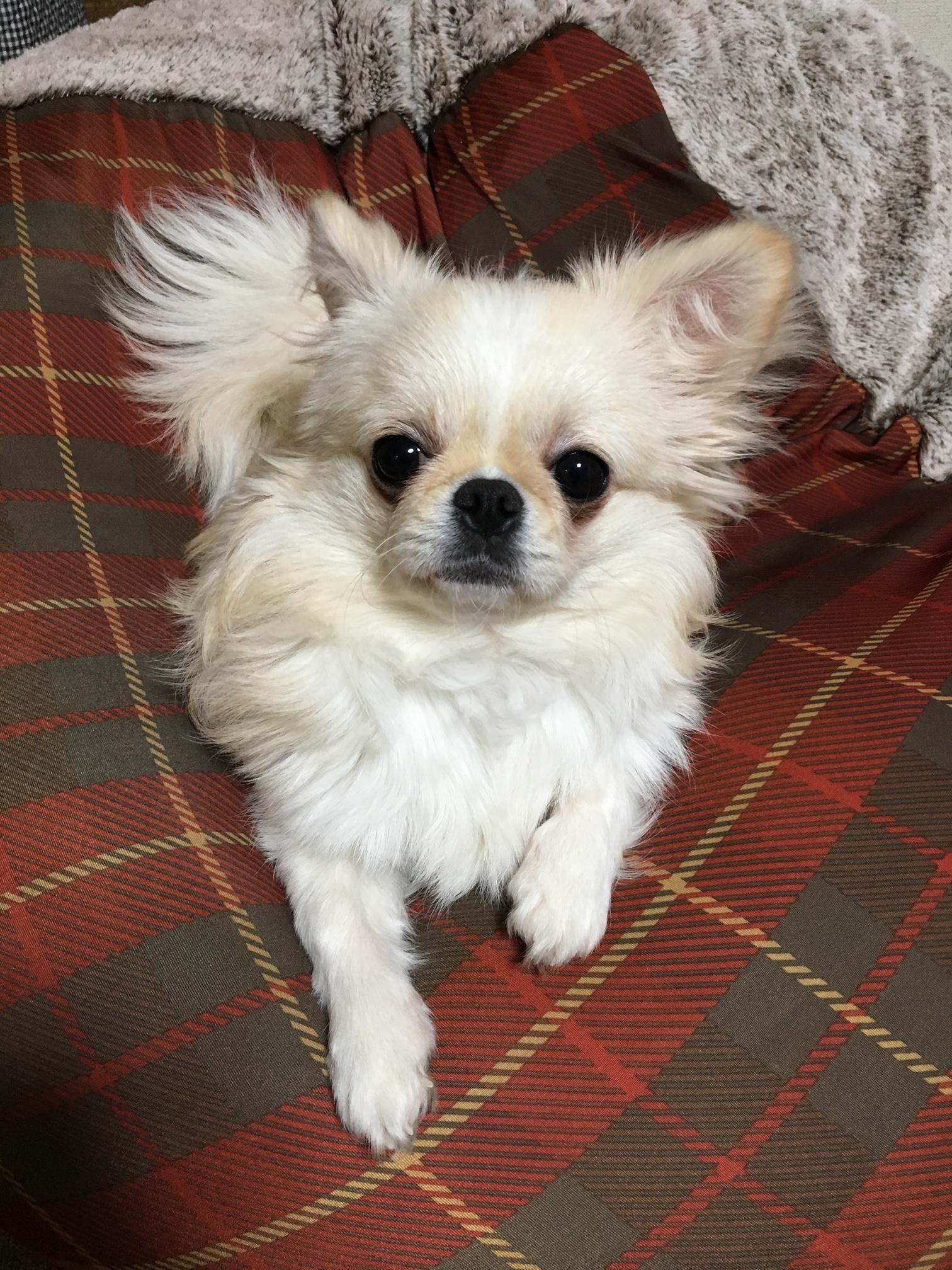 わんにゃんサイトの犬の写真