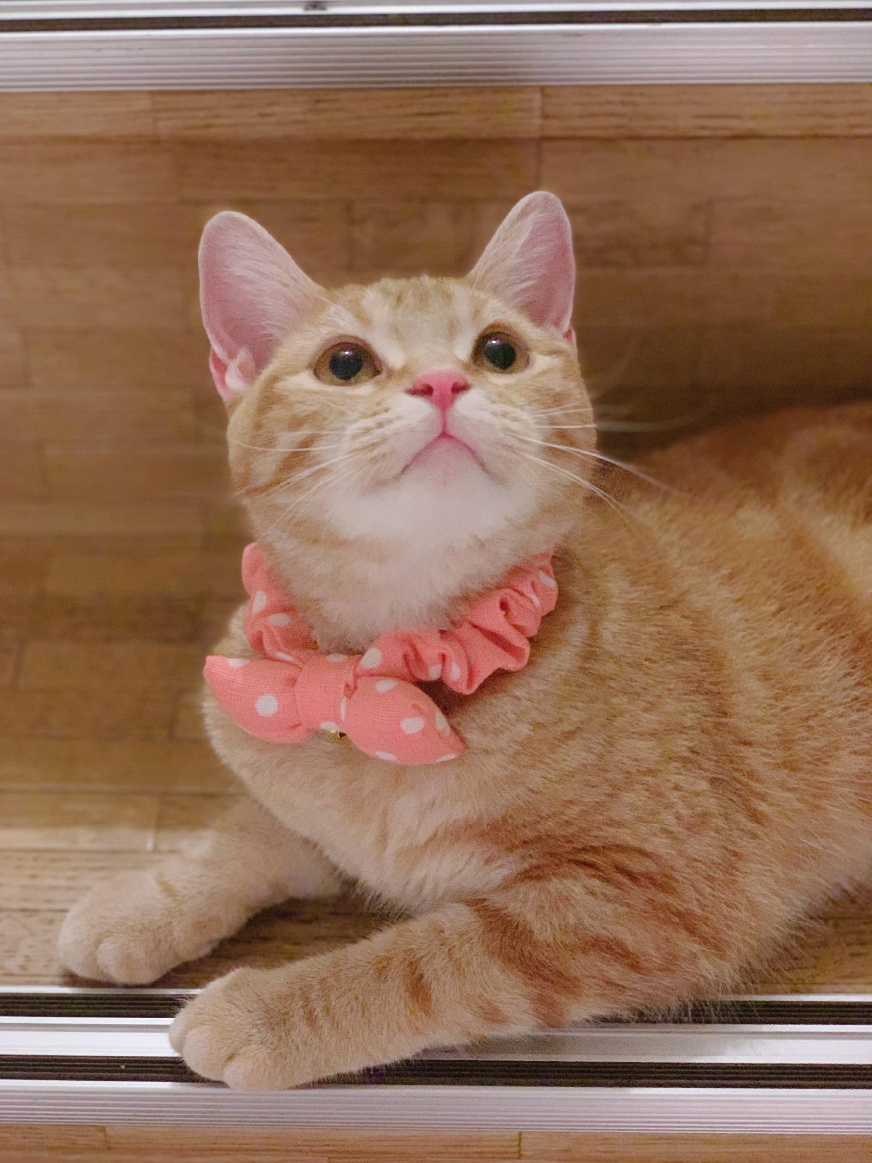 わんにゃんサイトの猫の写真