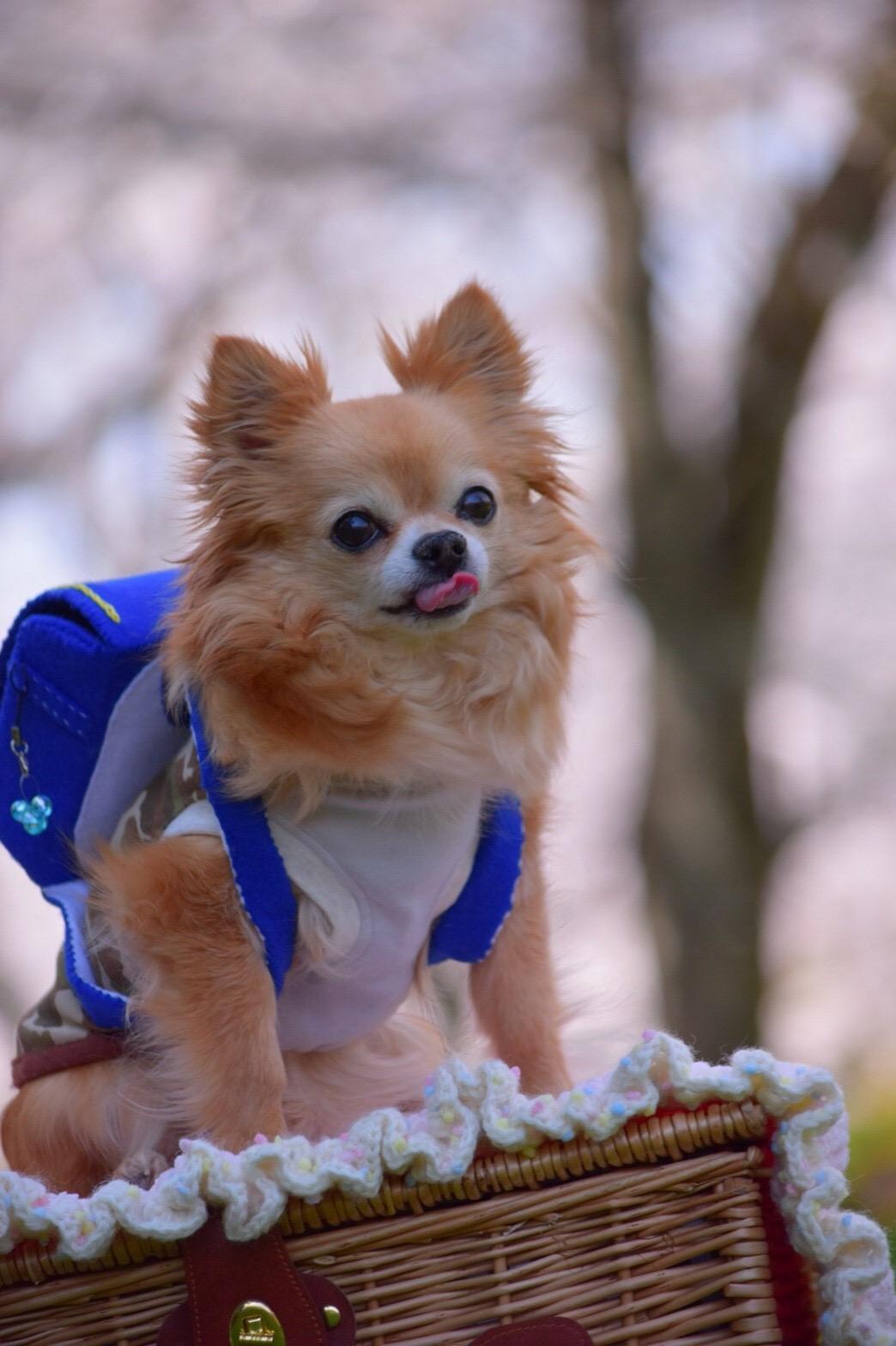 わんにゃんサイトの犬の写真