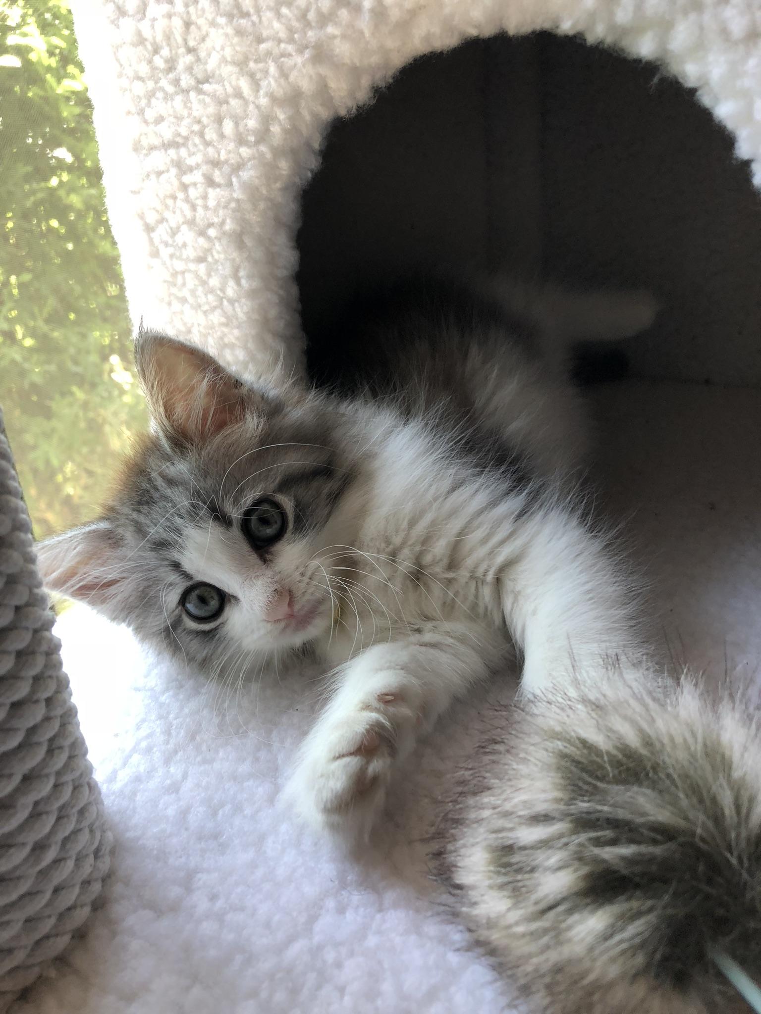 わんにゃんサイトの猫の写真