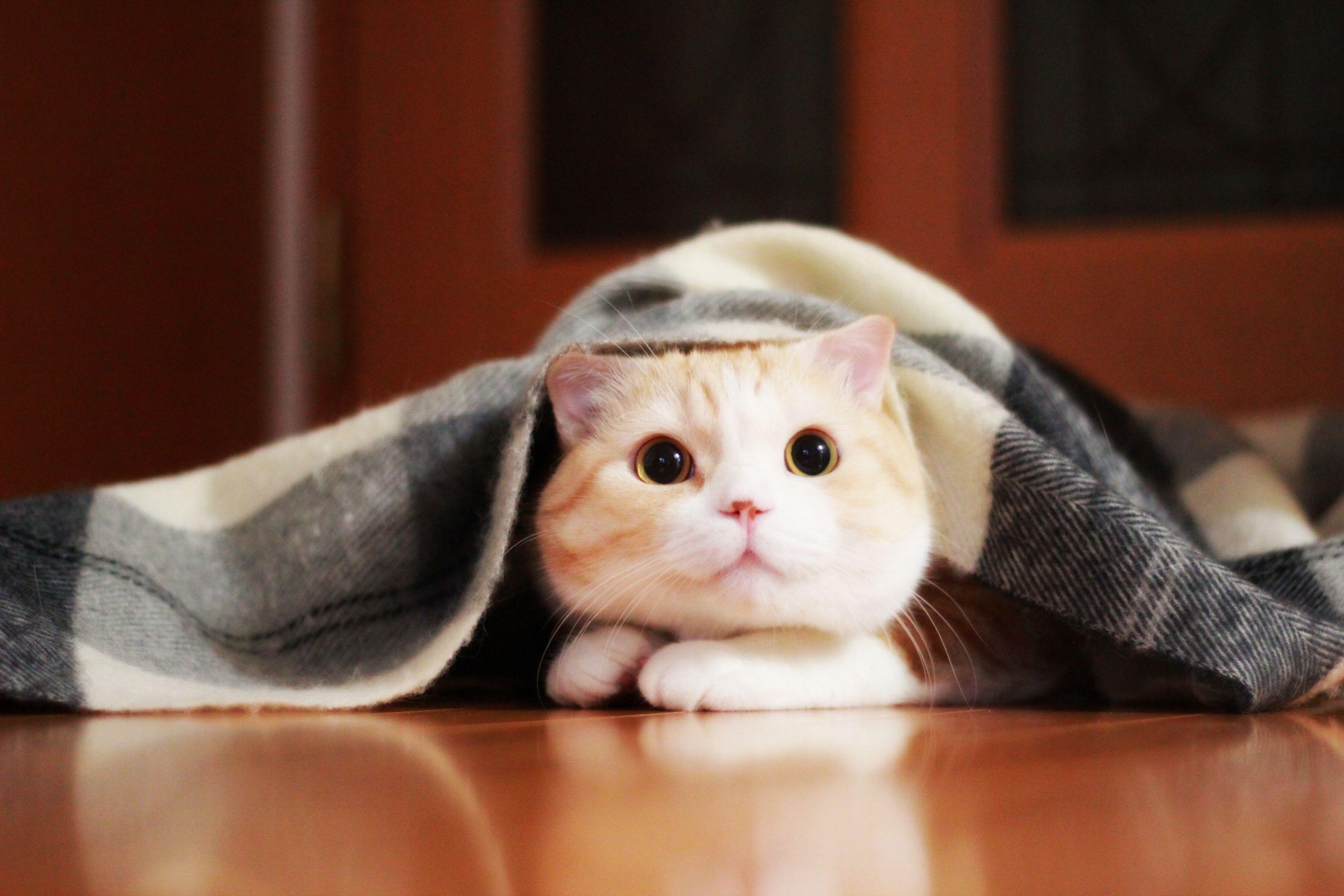 わんにゃんサイトの猫の写真