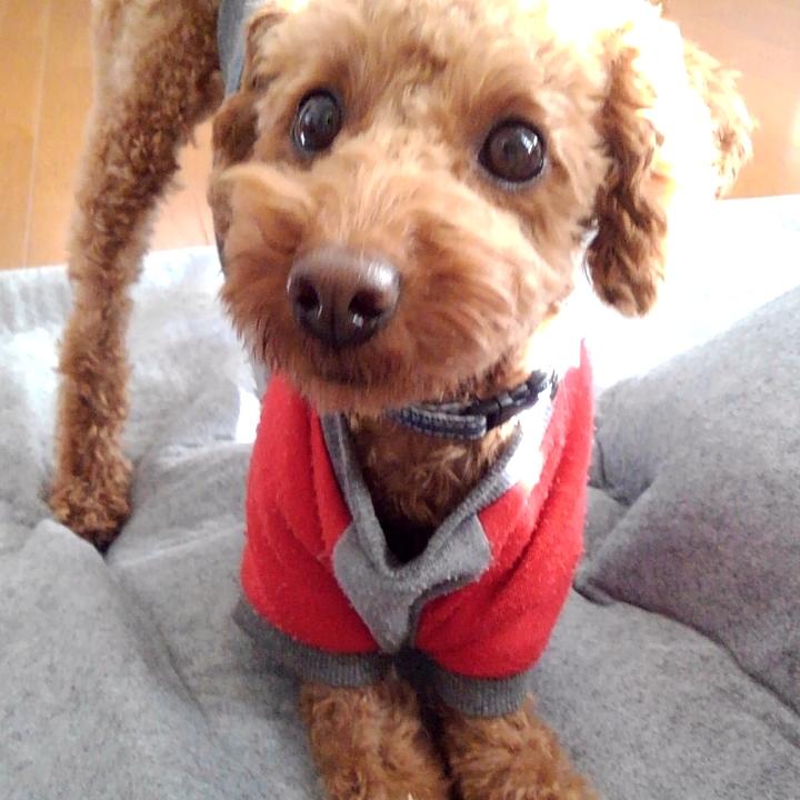 わんにゃんサイトの犬の写真