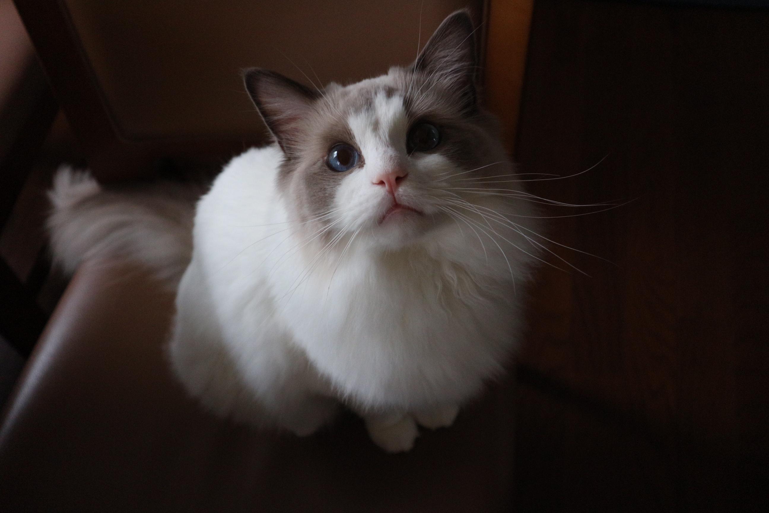 わんにゃんサイトの猫の写真