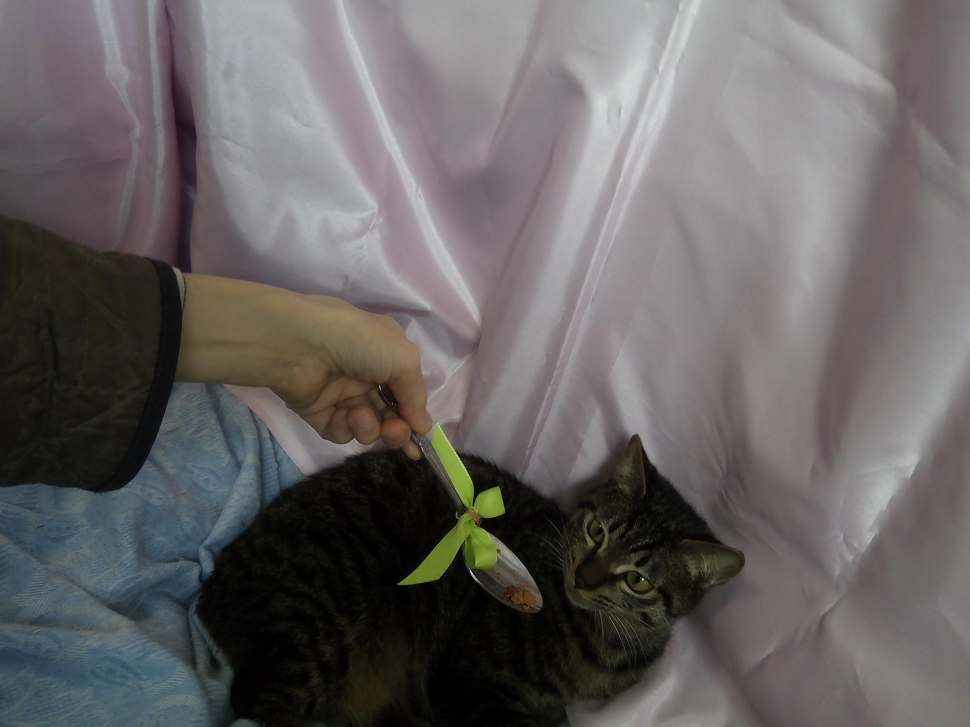 わんにゃんサイトの猫の写真