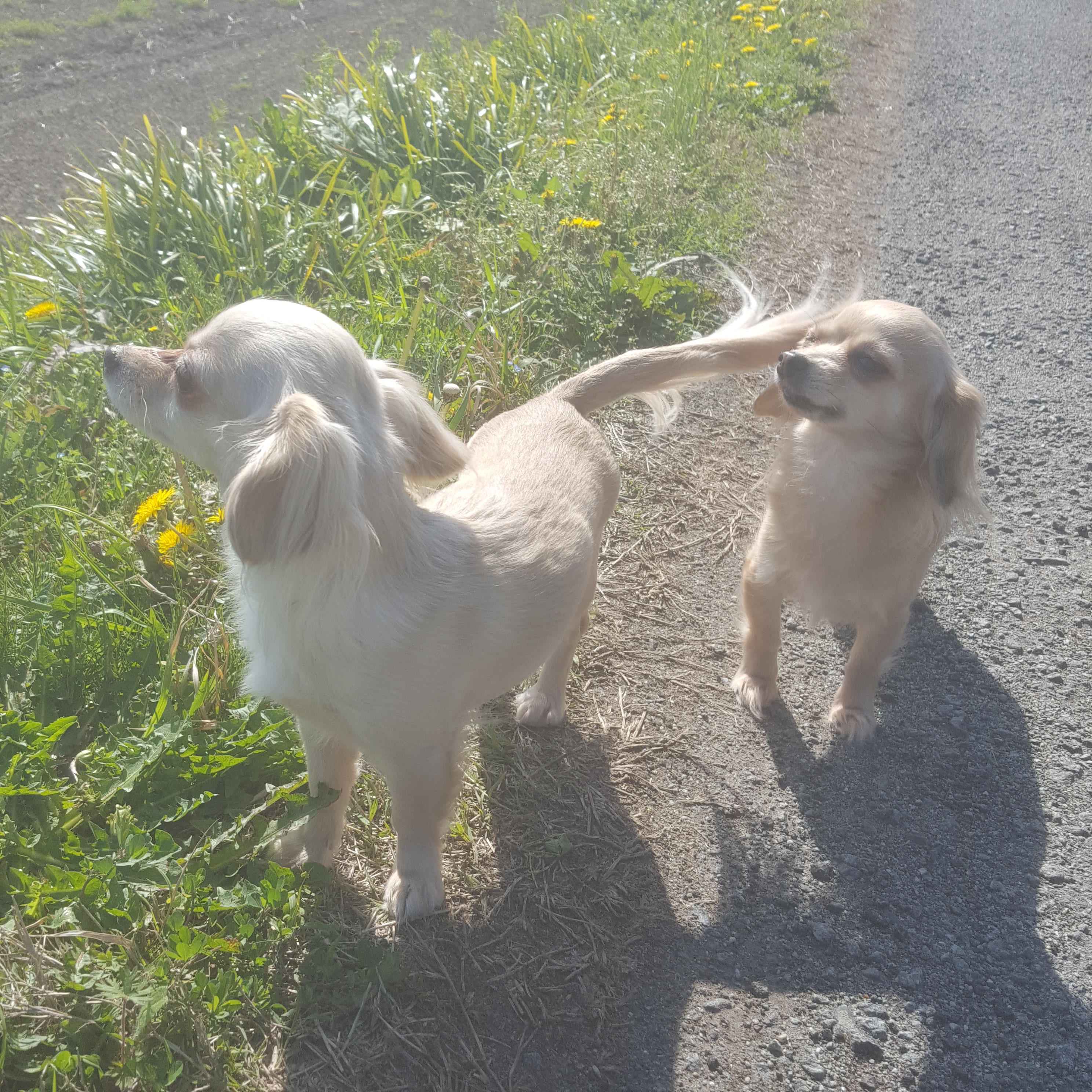 わんにゃんサイトの犬の写真