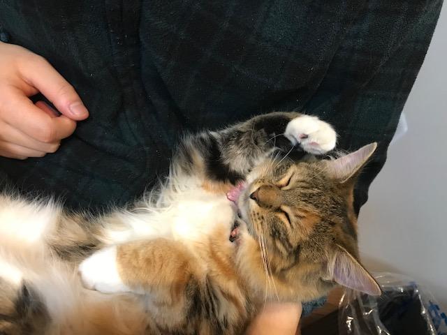 わんにゃんサイトの猫の写真