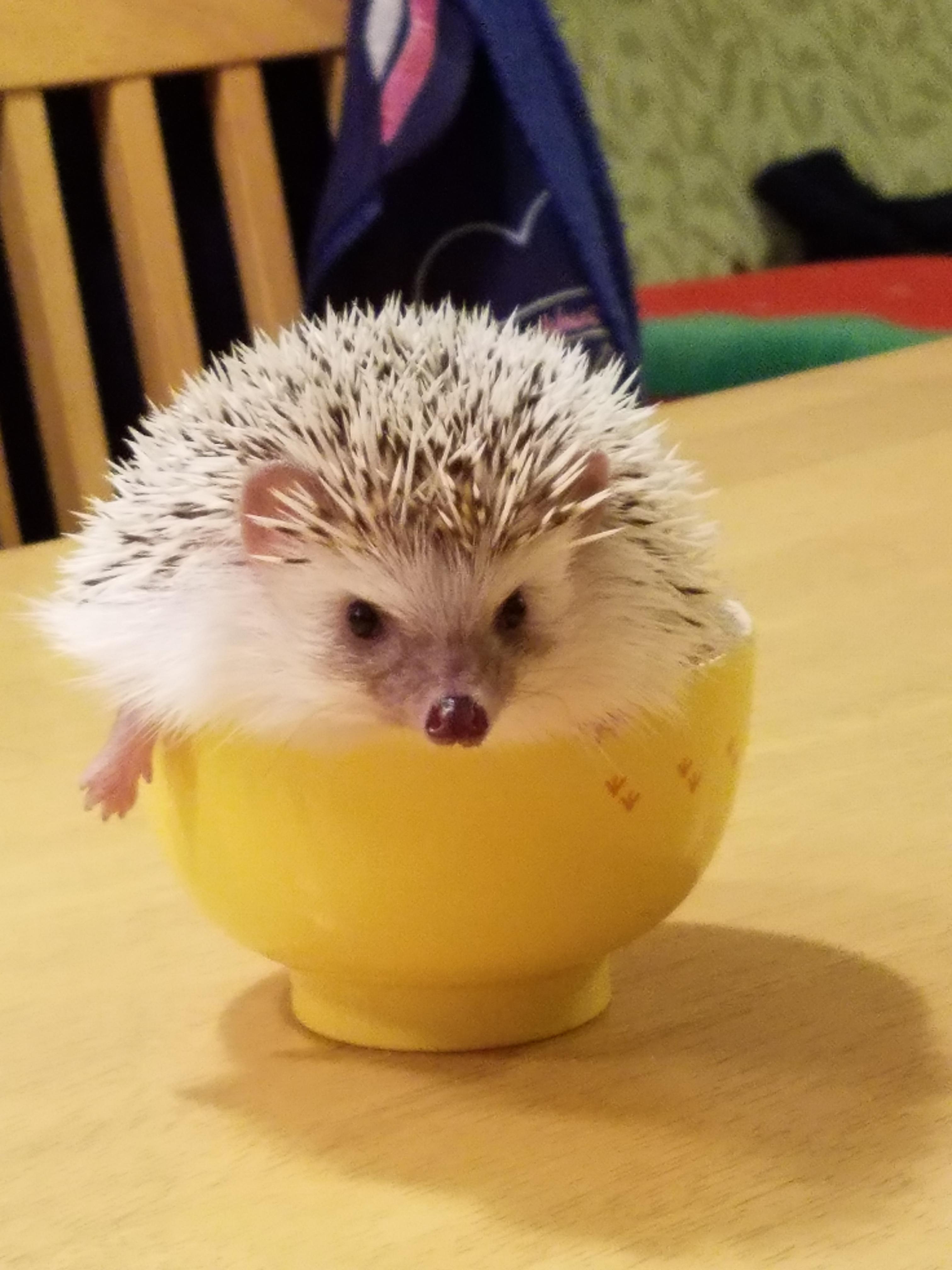 わんにゃんサイトのその他の写真