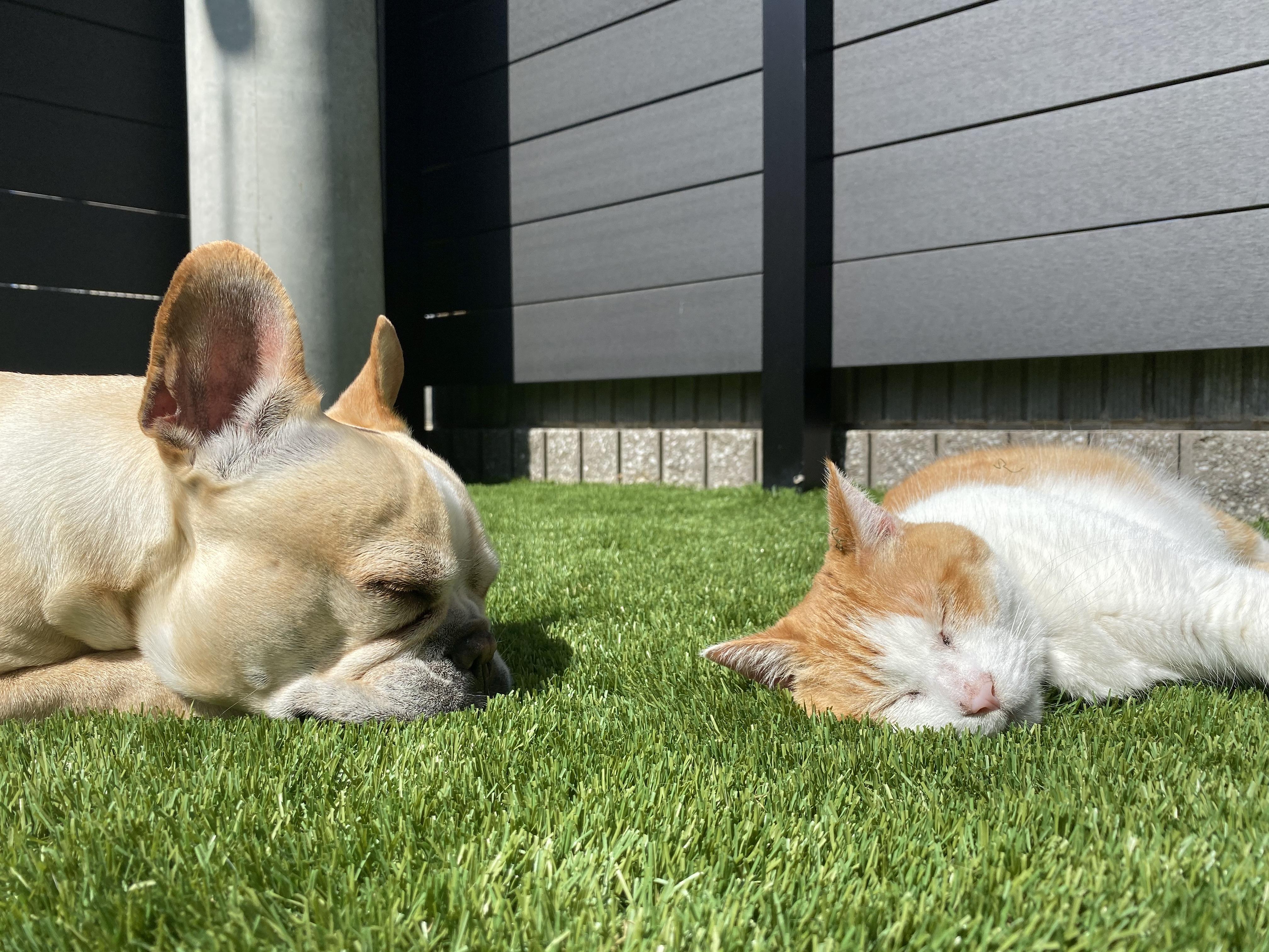 わんにゃんサイトの犬の写真