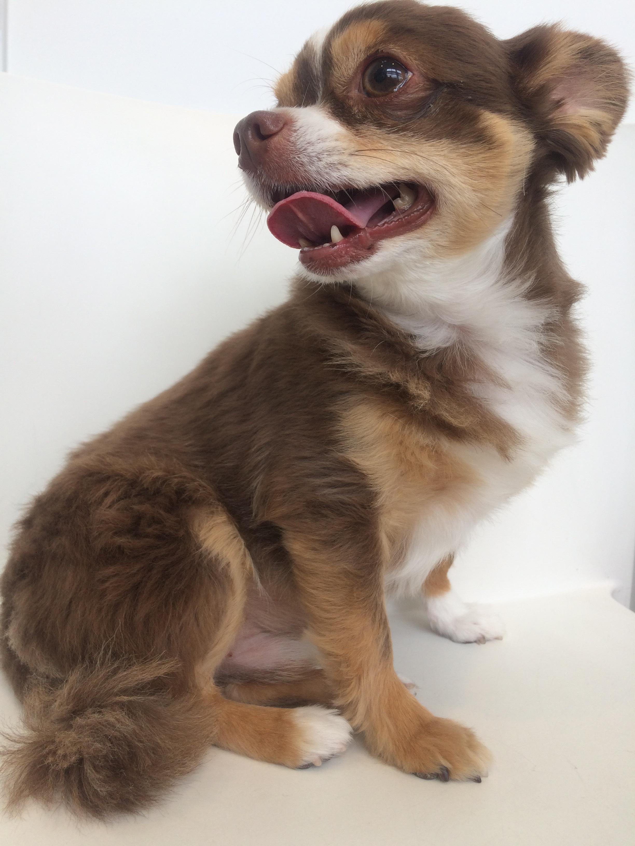 わんにゃんサイトの犬の写真