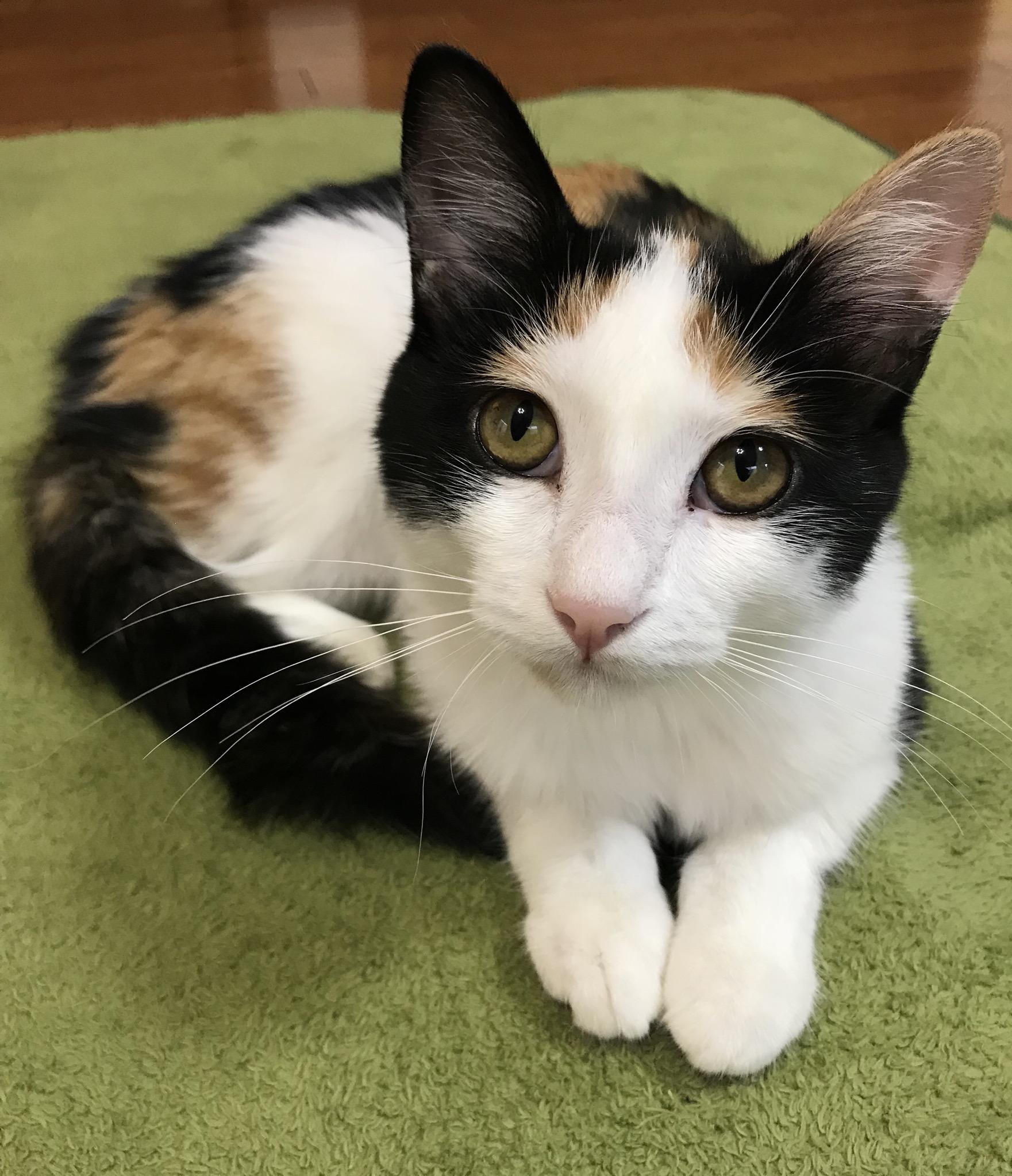 わんにゃんサイトの猫の写真