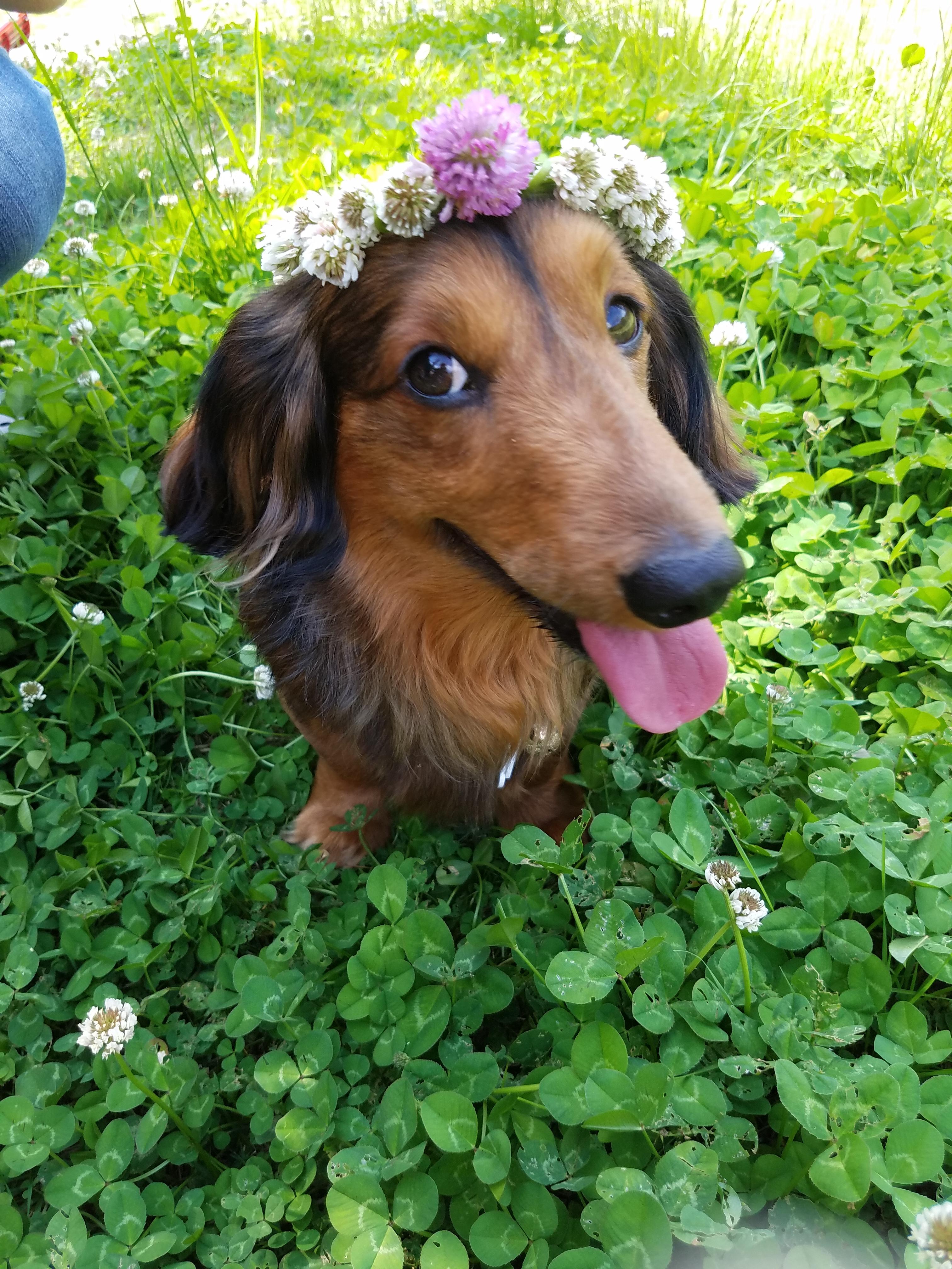 わんにゃんサイトの犬の写真