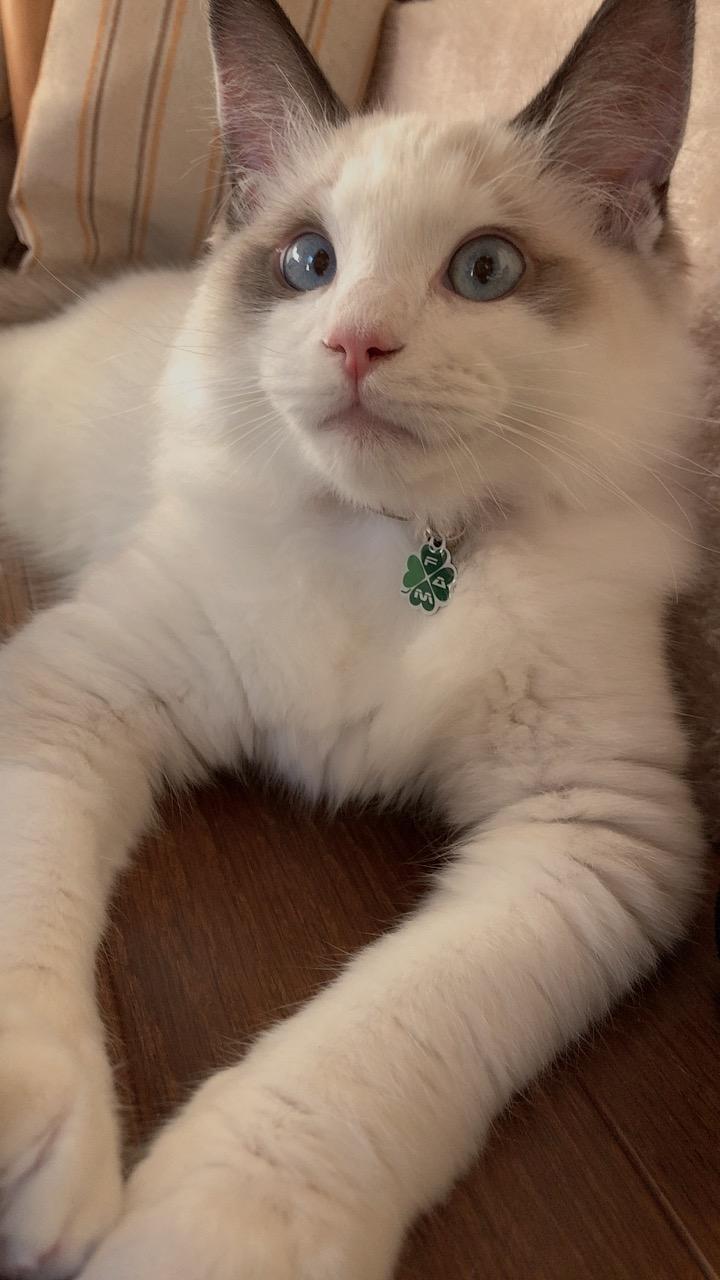 わんにゃんサイトの猫の写真