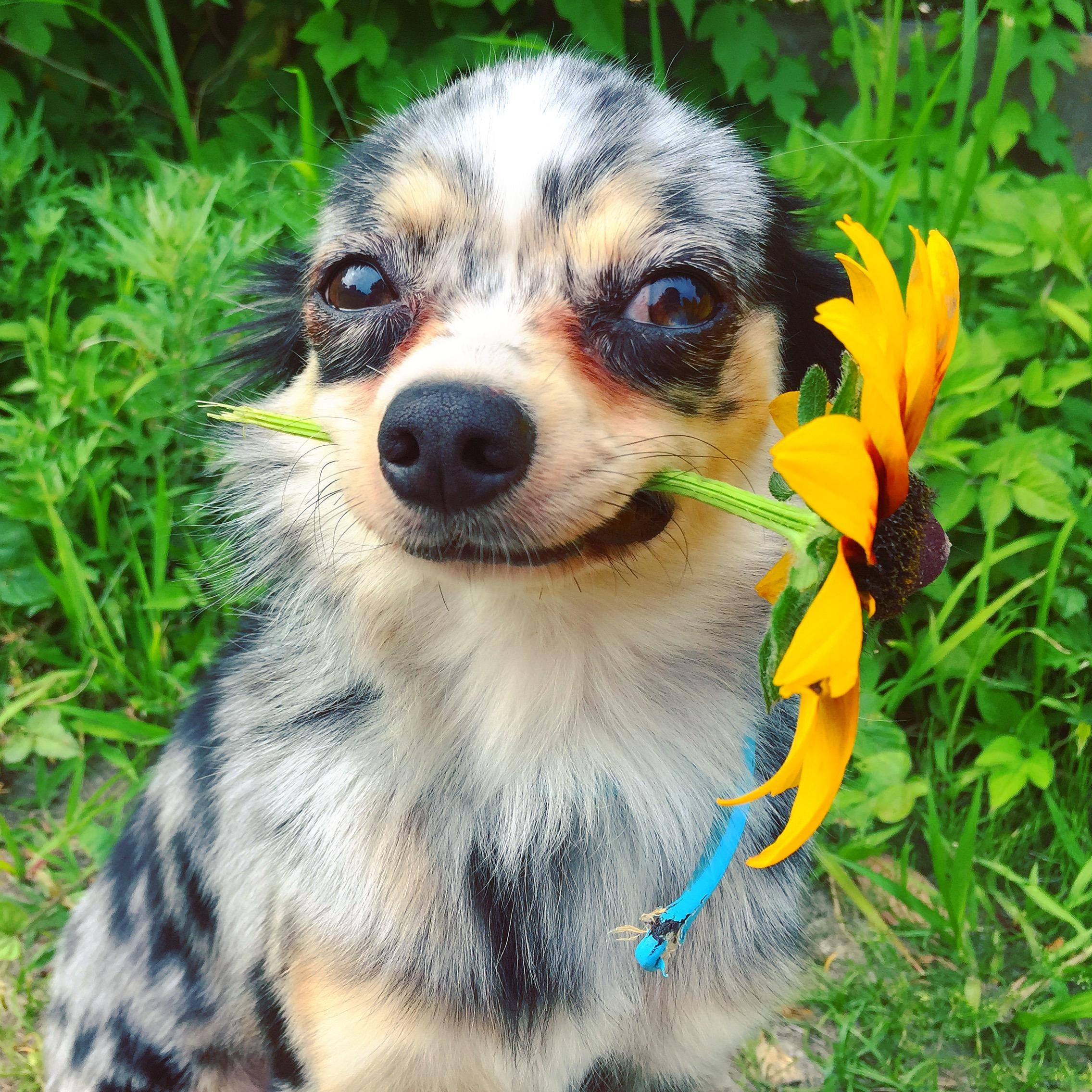 わんにゃんサイトの犬の写真