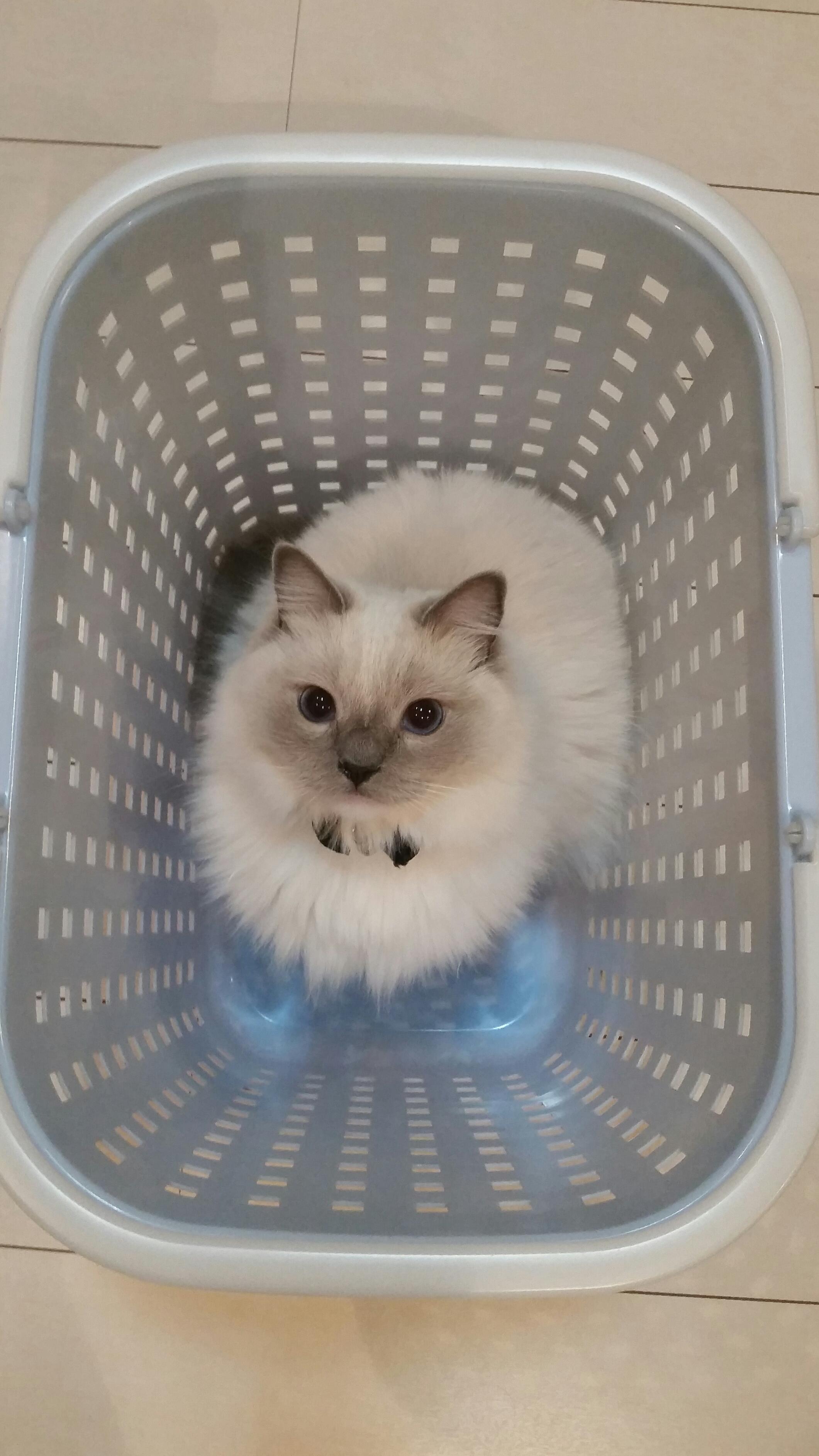 わんにゃんサイトの猫の写真