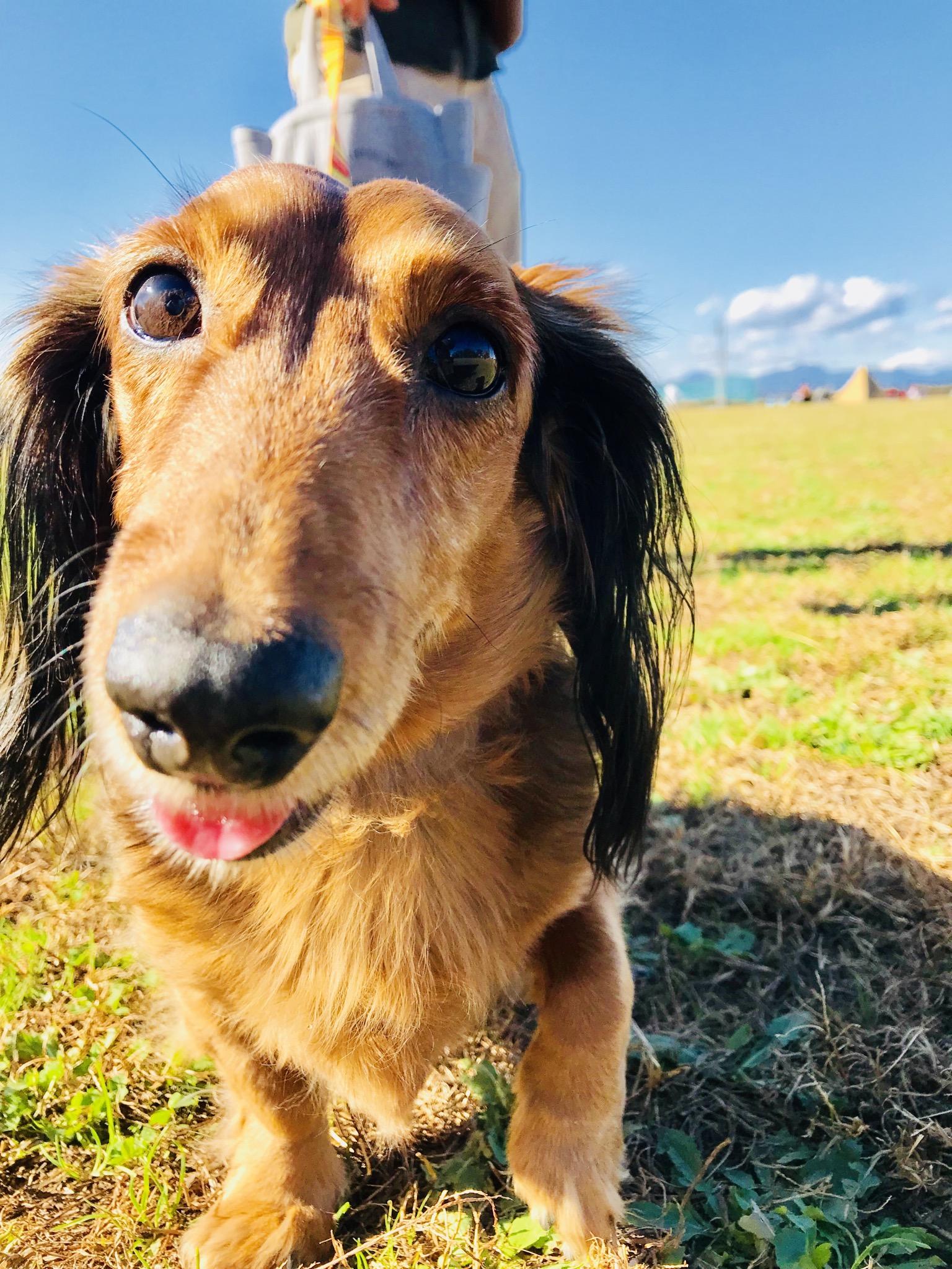 わんにゃんサイトの犬の写真