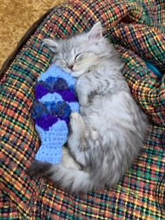 わんにゃんサイトの猫の写真