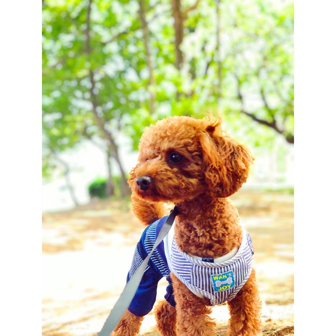 わんにゃんサイトの犬の写真