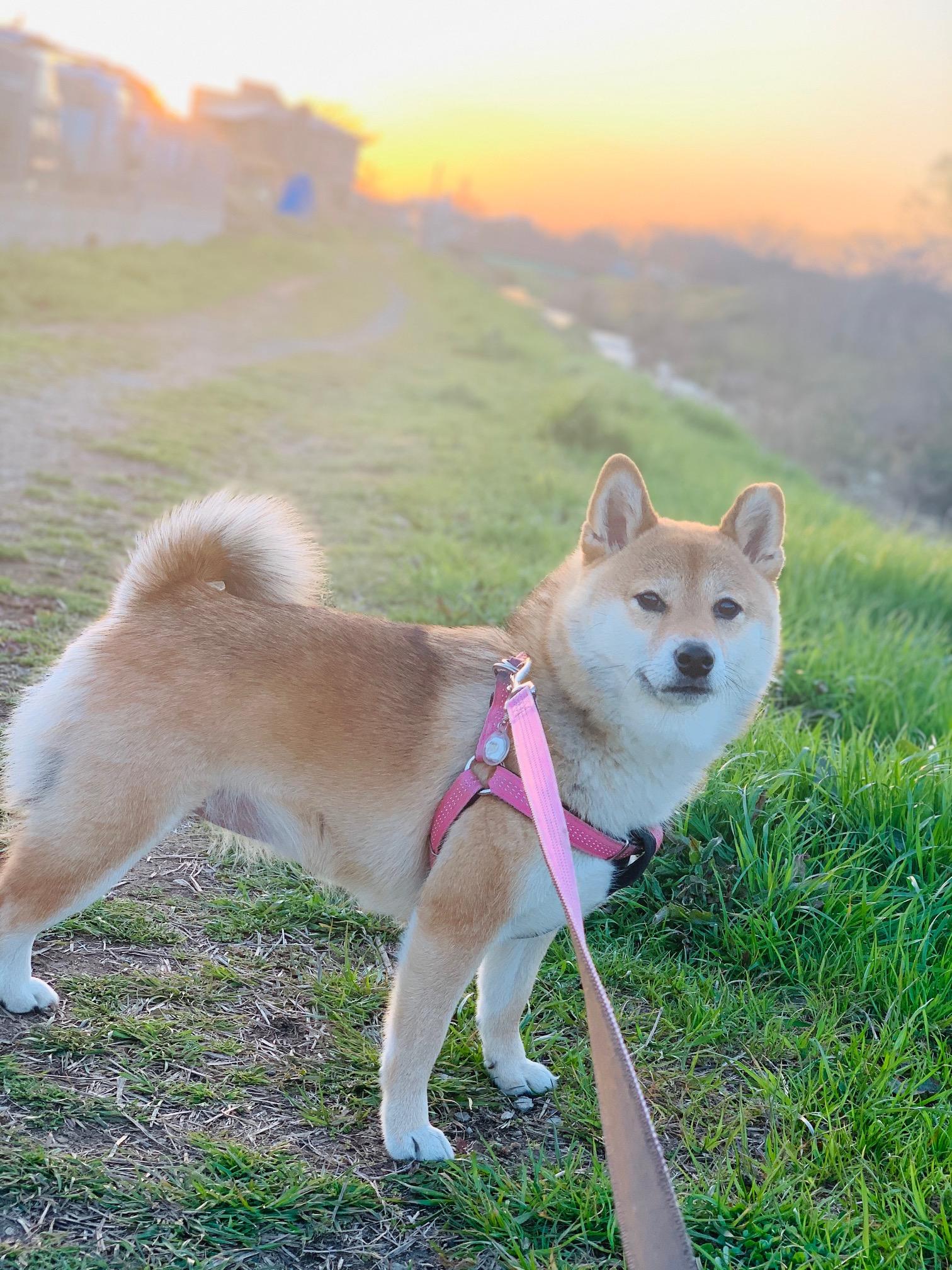 わんにゃんサイトの犬の写真