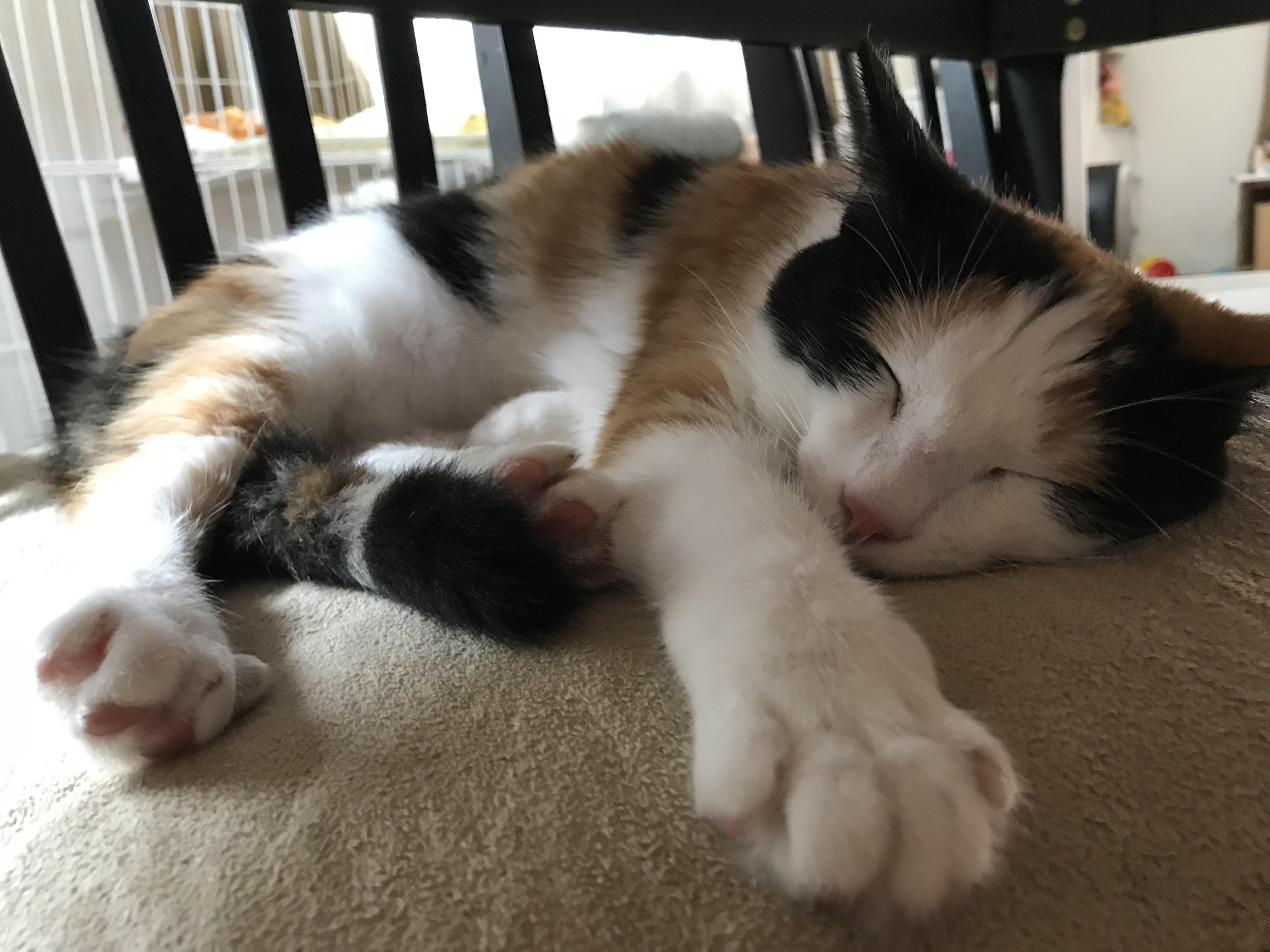 わんにゃんサイトの猫の写真