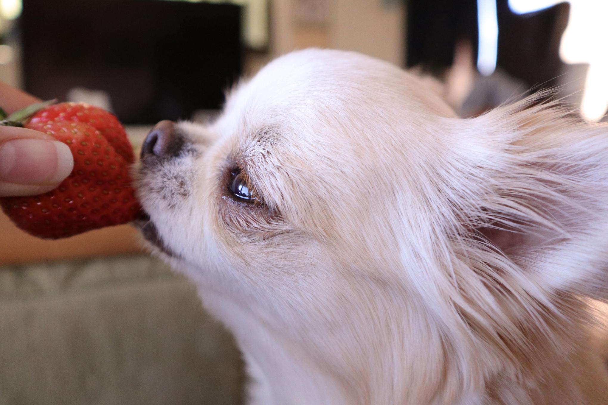 わんにゃんサイトの犬の写真